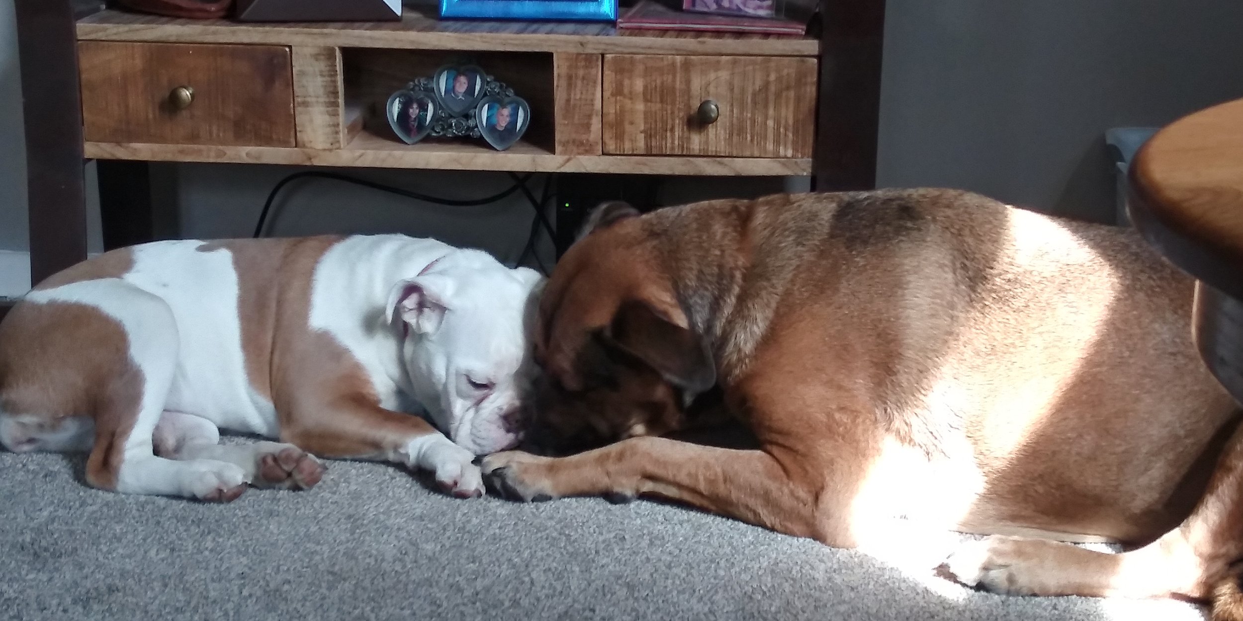 Thank you so much for helping our Bulldog, Gracie.