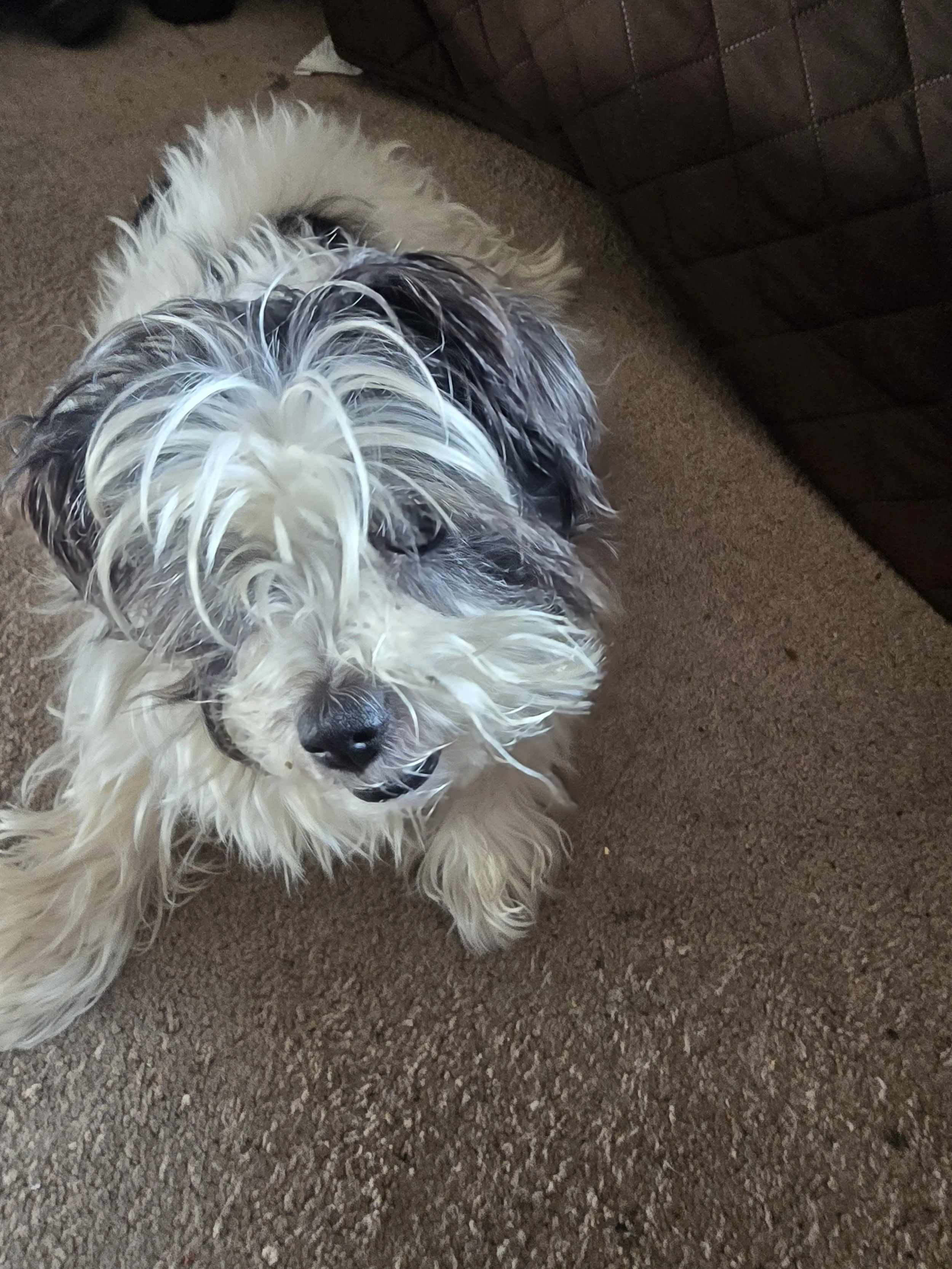 I sincerely want to thank you from the bottom of my heart for saving my dog Lucy