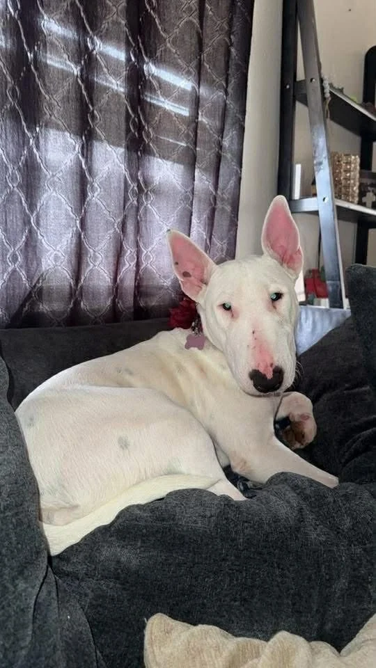  Knowing that someone chose to help our sweet Roxie restores so much hope for us. 