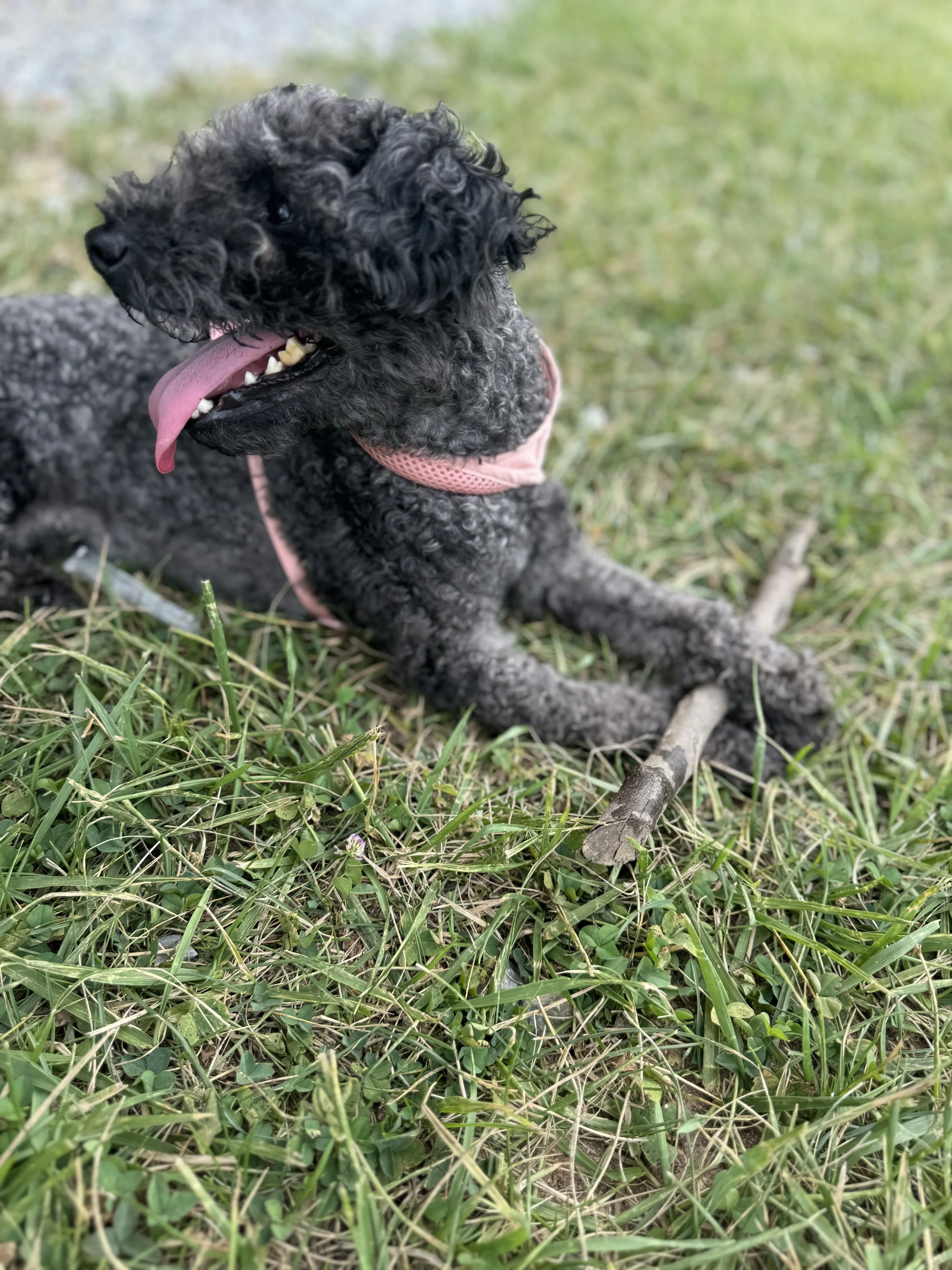 Your support gives Bleu relief from pain and give us the gift of more healthy, happy years with her.