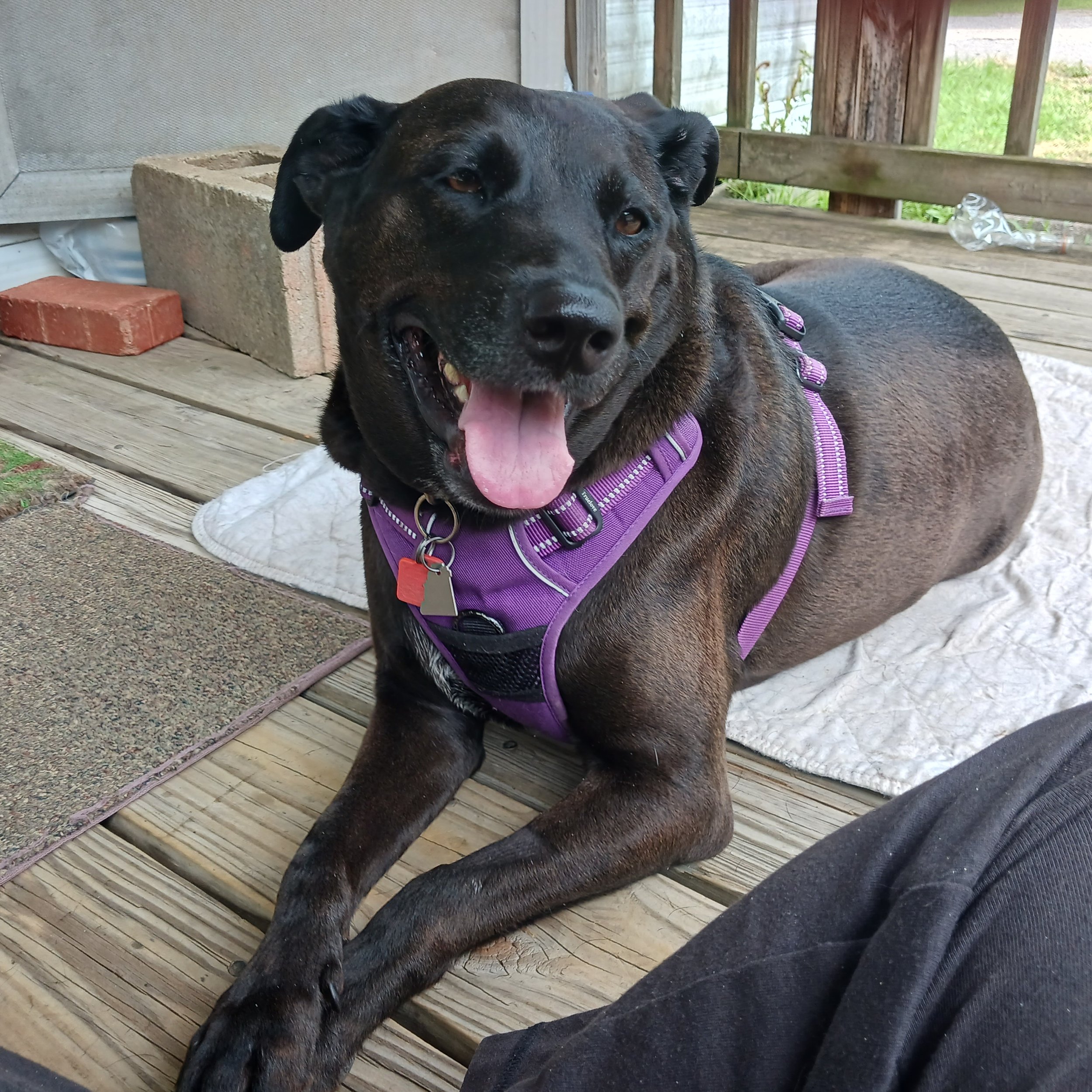 My dog Callie Girl is who I have. She eases my pain.