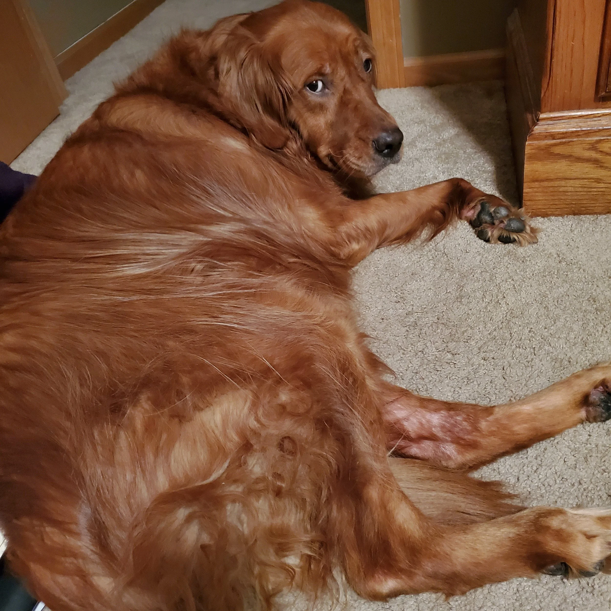 My sweet Nala and I don't know what we would have done without assistance.