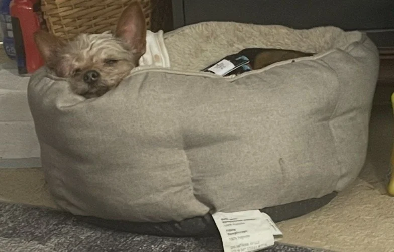 Roscoe has been with me through the last 10 hardest years of my life.