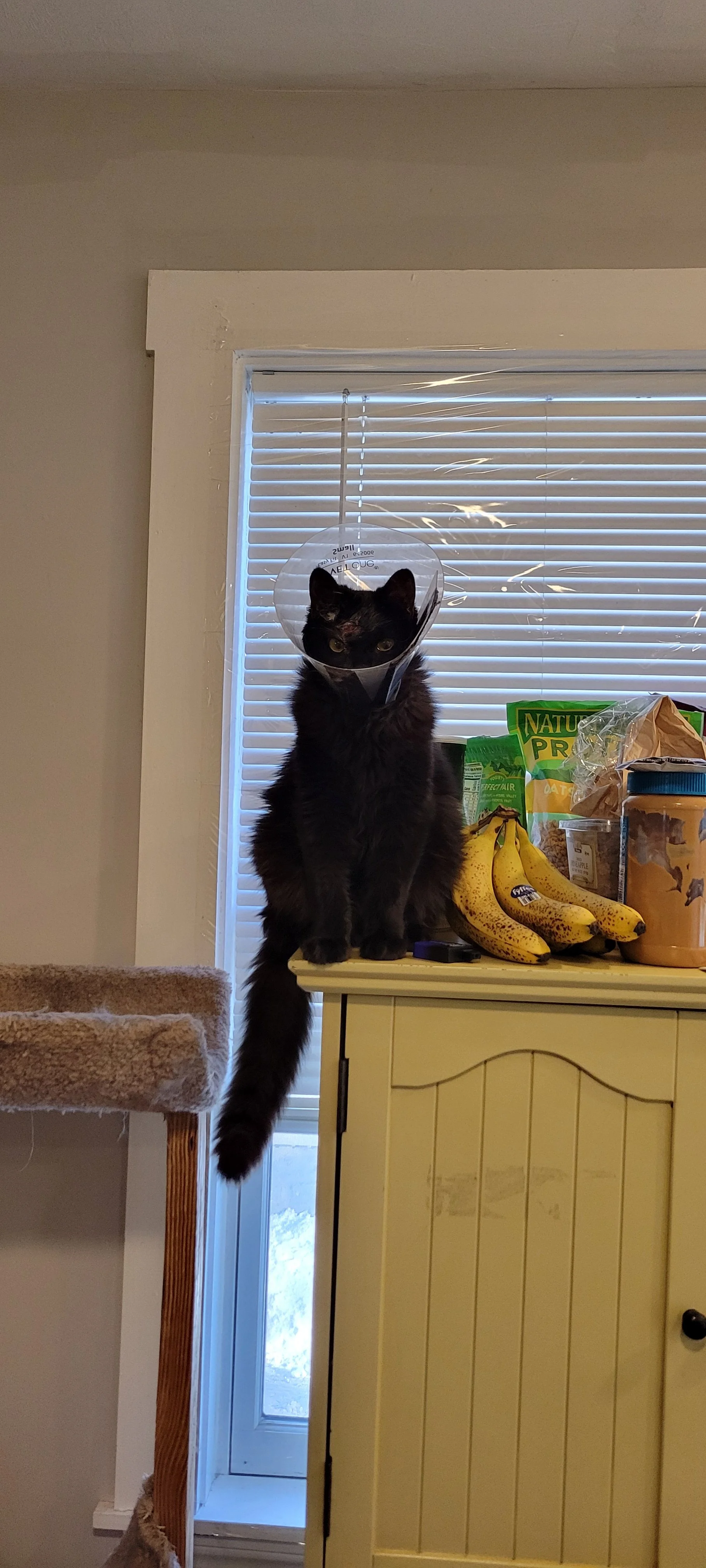 Thank you so much for helping Llucky get the care he needs.