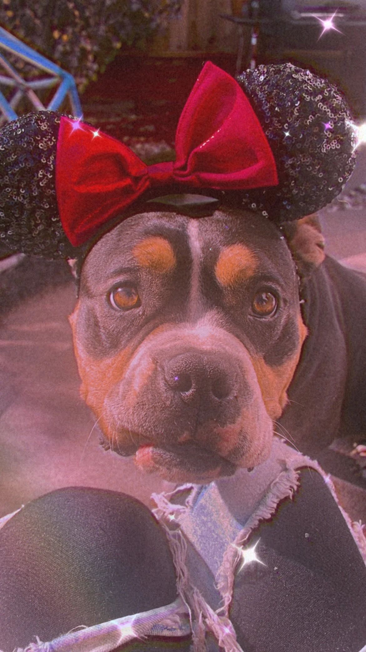 Thank you from the bottom of our hearts for helping save Bentley's life.  