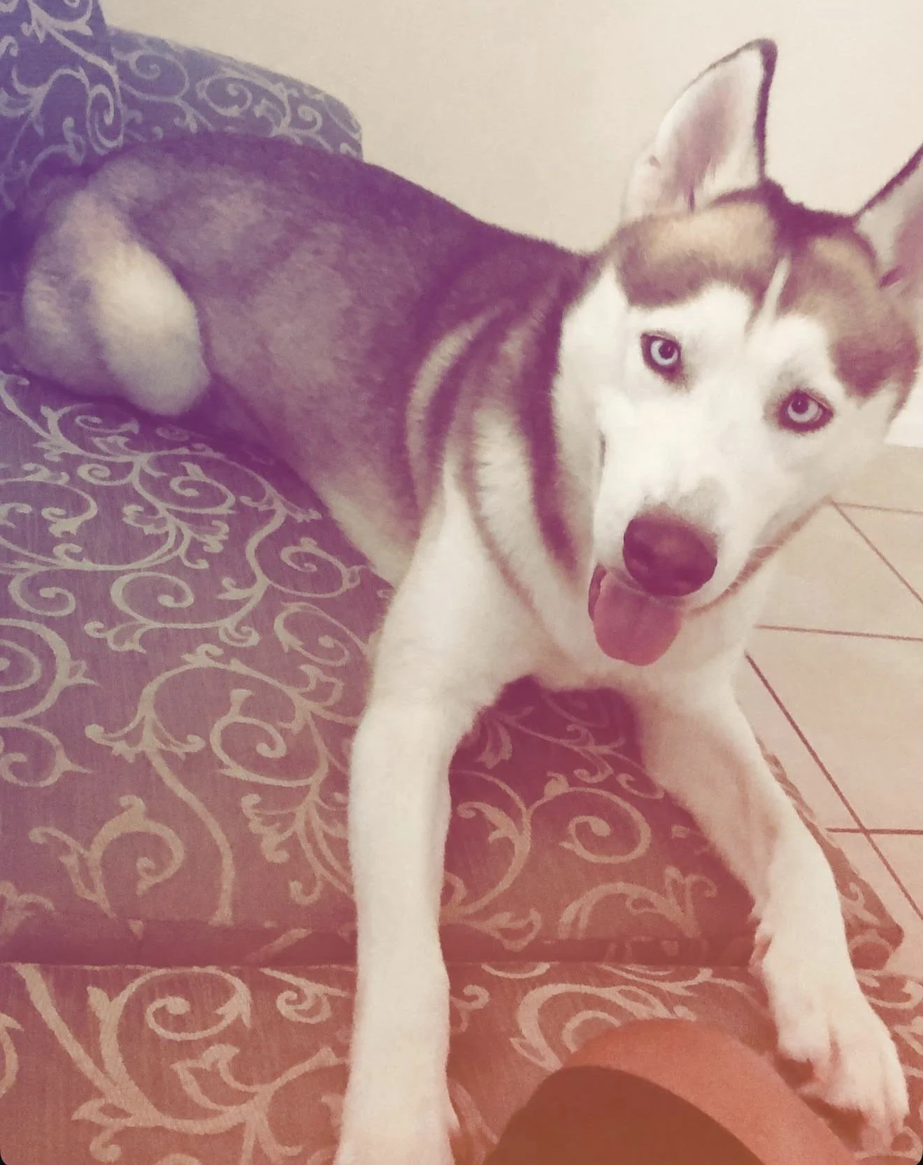 Chewy is not just a pet to me.