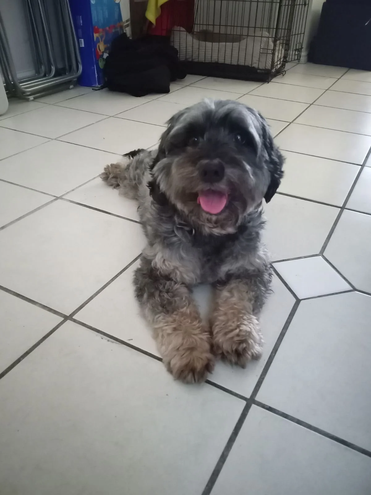 Thank you for helping Scrappy get surgery.