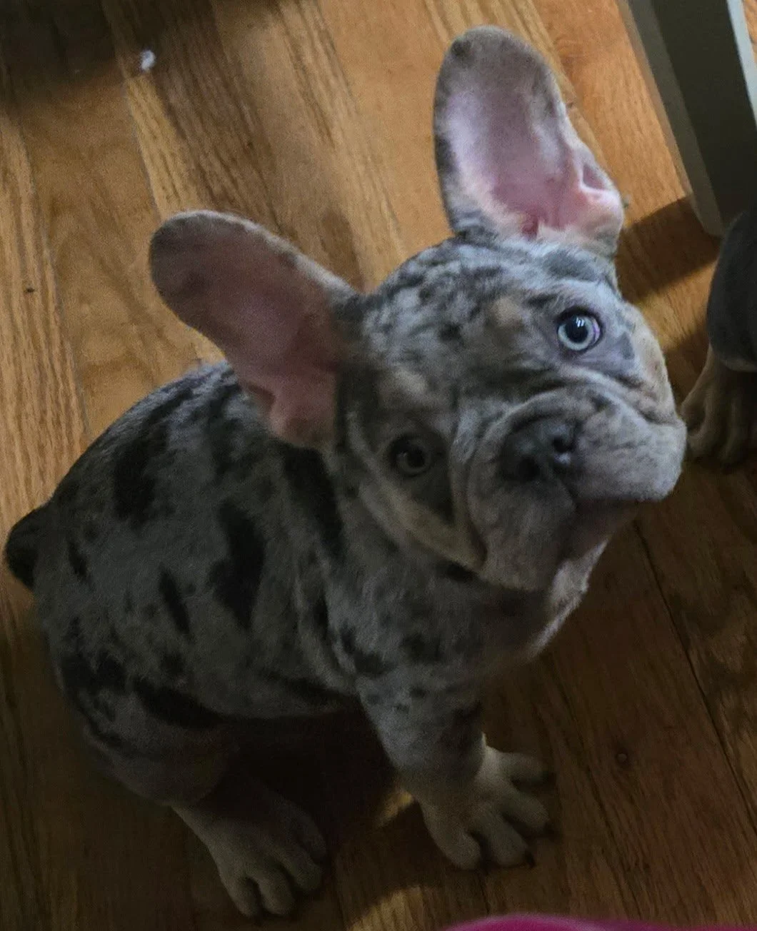 Thank you for helping Ace walk again.