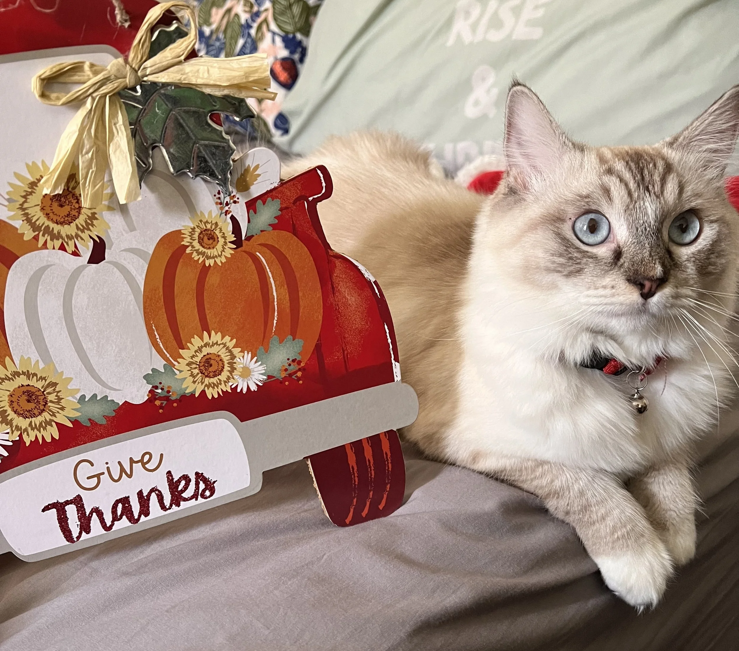 Duchess is truly part of our family.