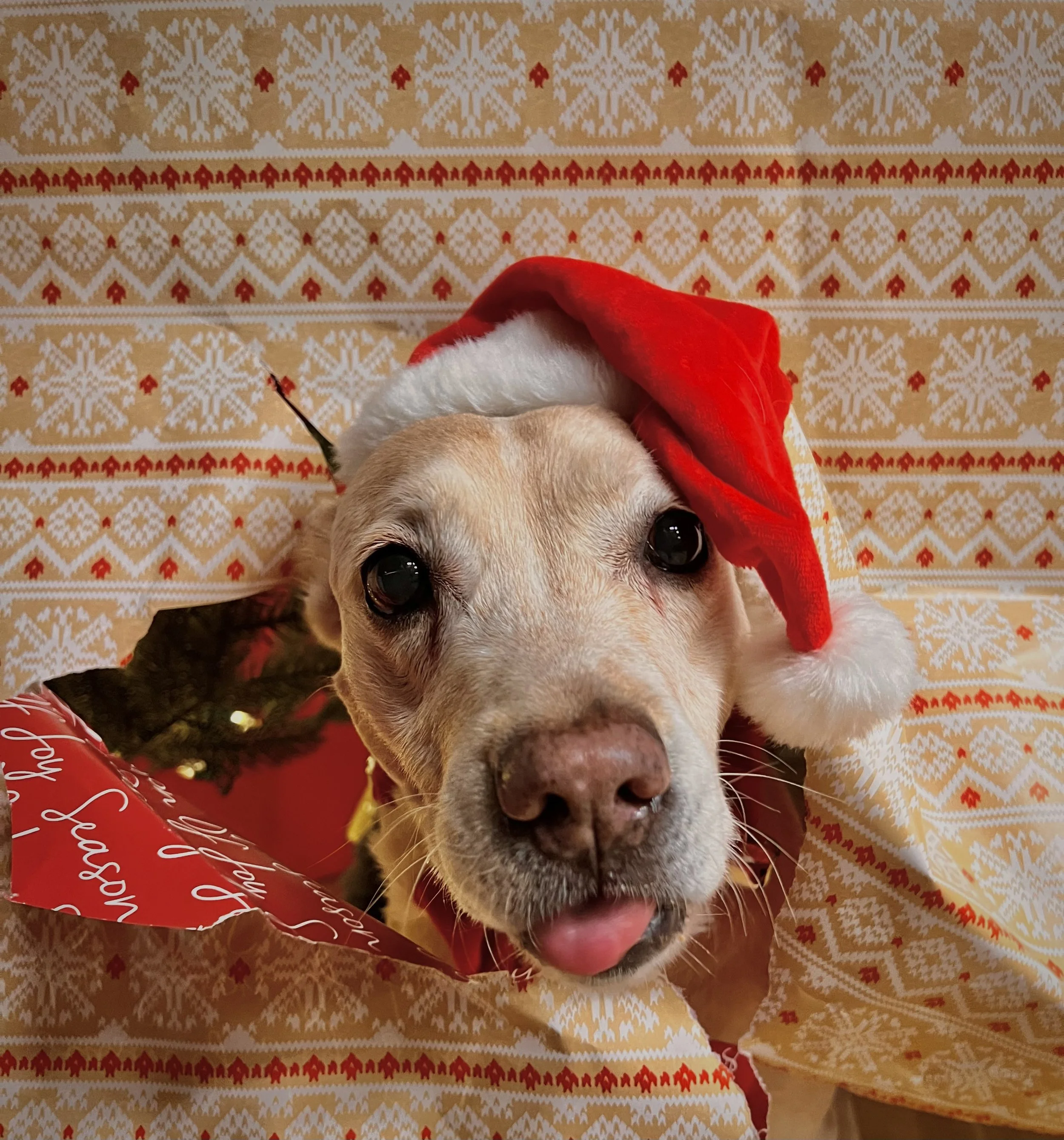 Thank you so much for helping cover the cost of Roxy's medical care.