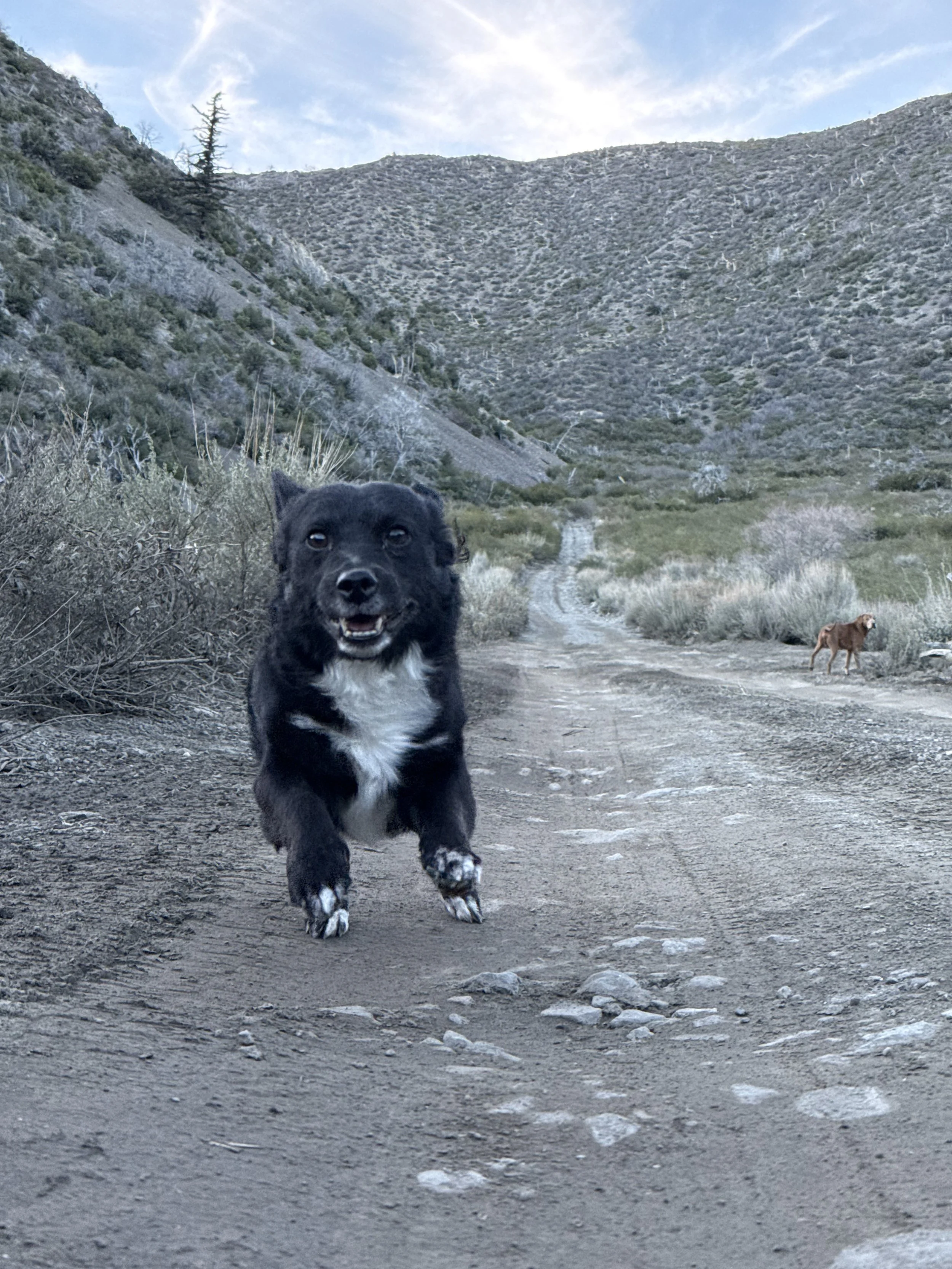 Toothless isn't just a dog to me.