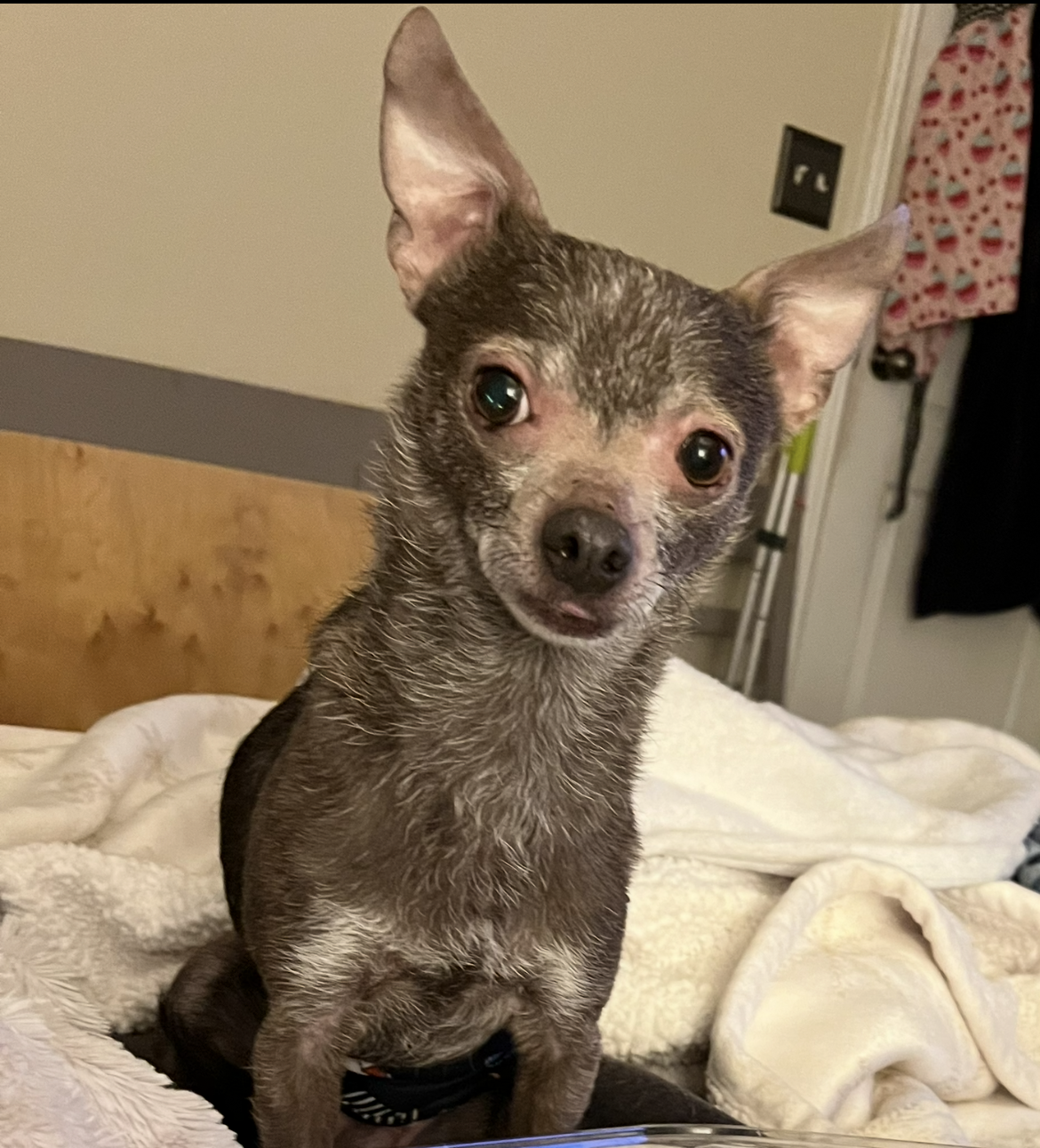 Blue is not just our dog—he is truly a member of our family and my best friend. 