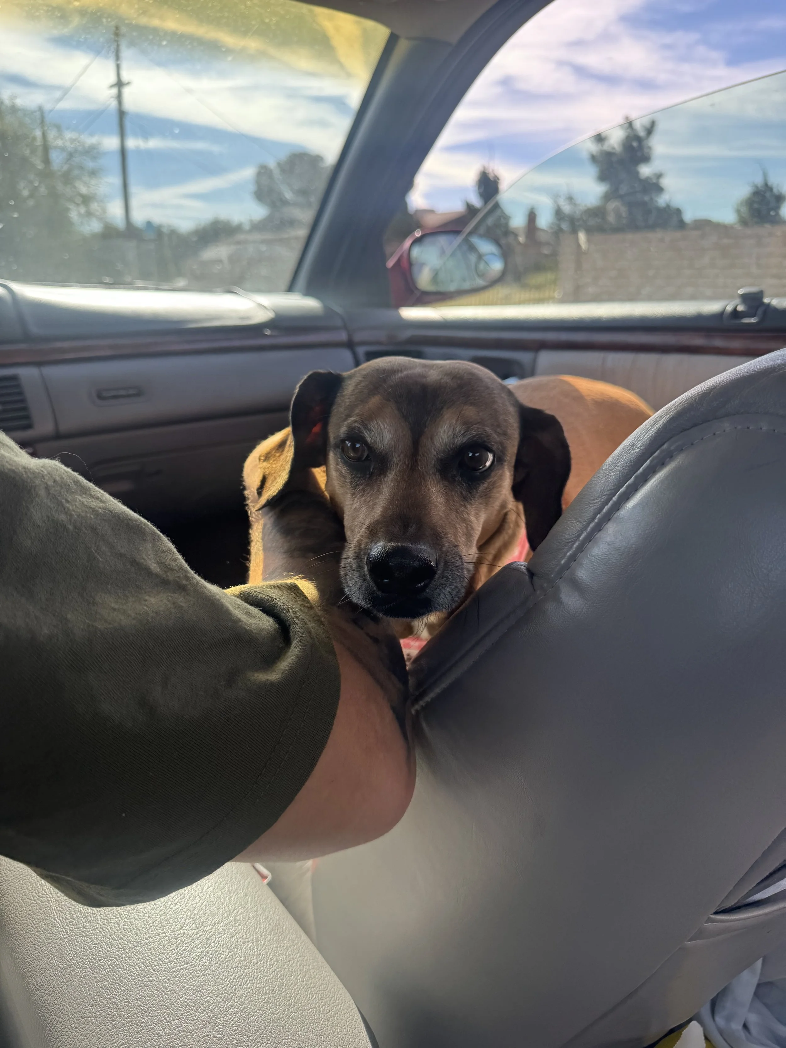 Thank you for saving Wallie.