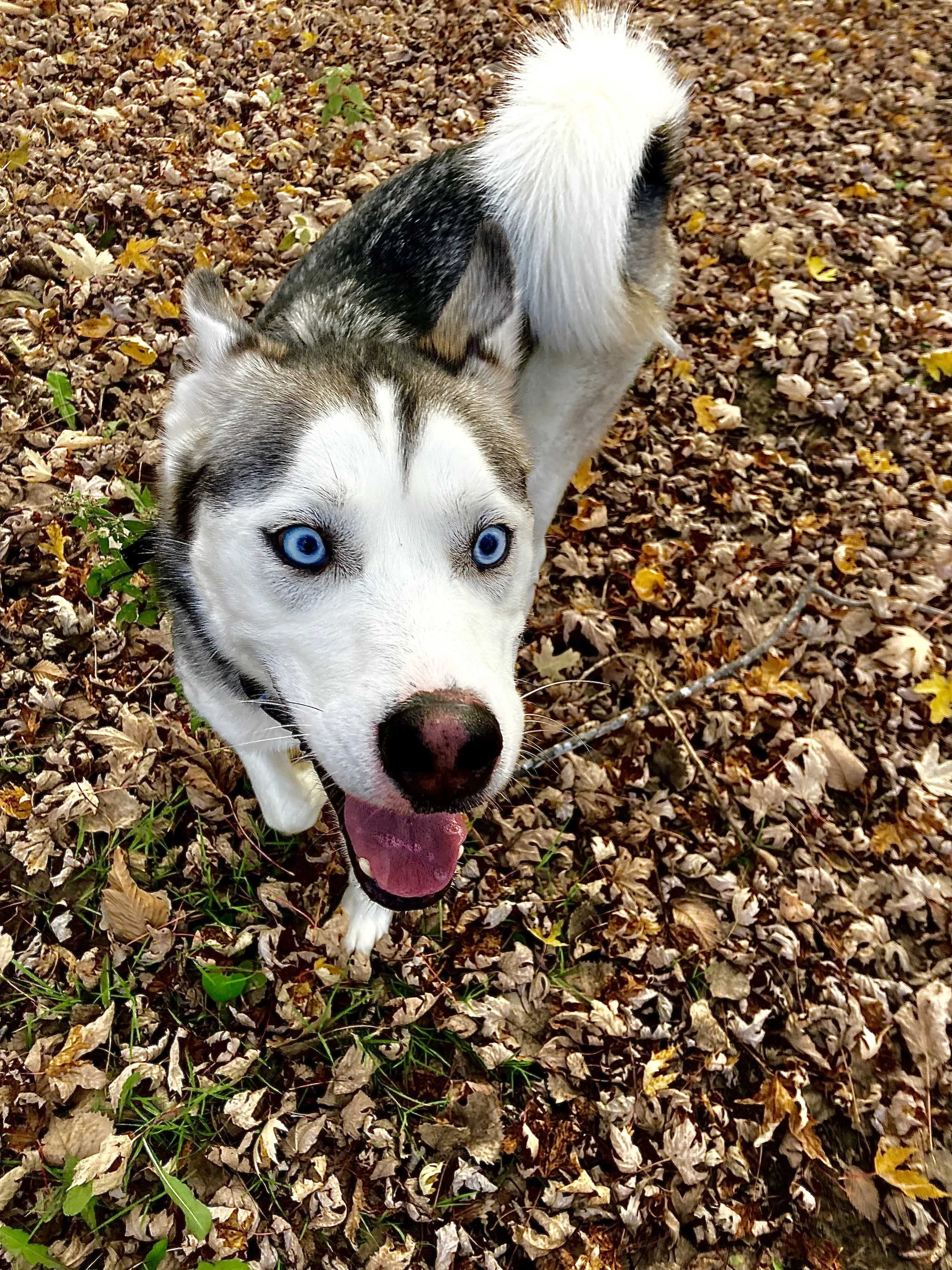 My dog Kolbi is not just a pet to me.