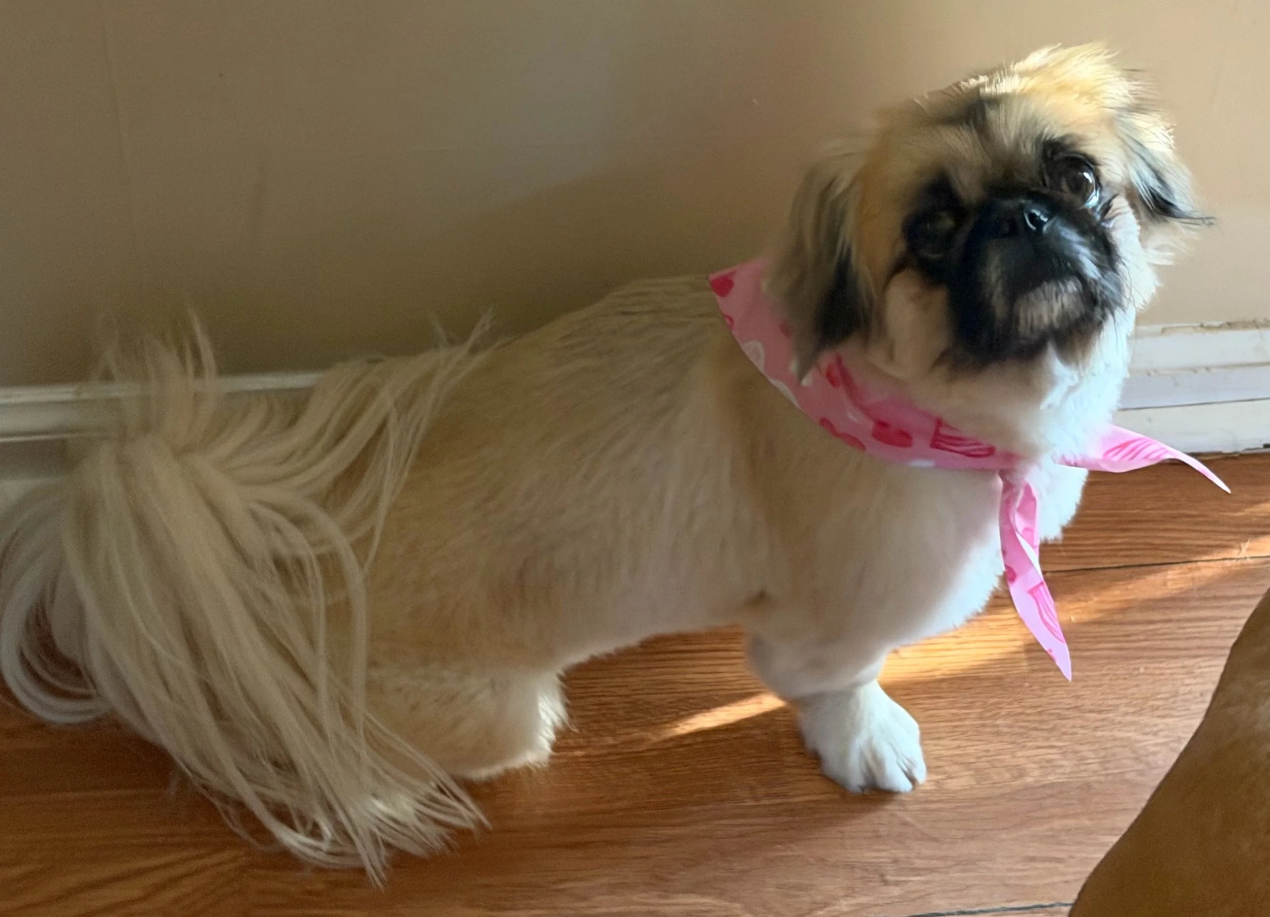 Thank you for helping Daisy live pain free.