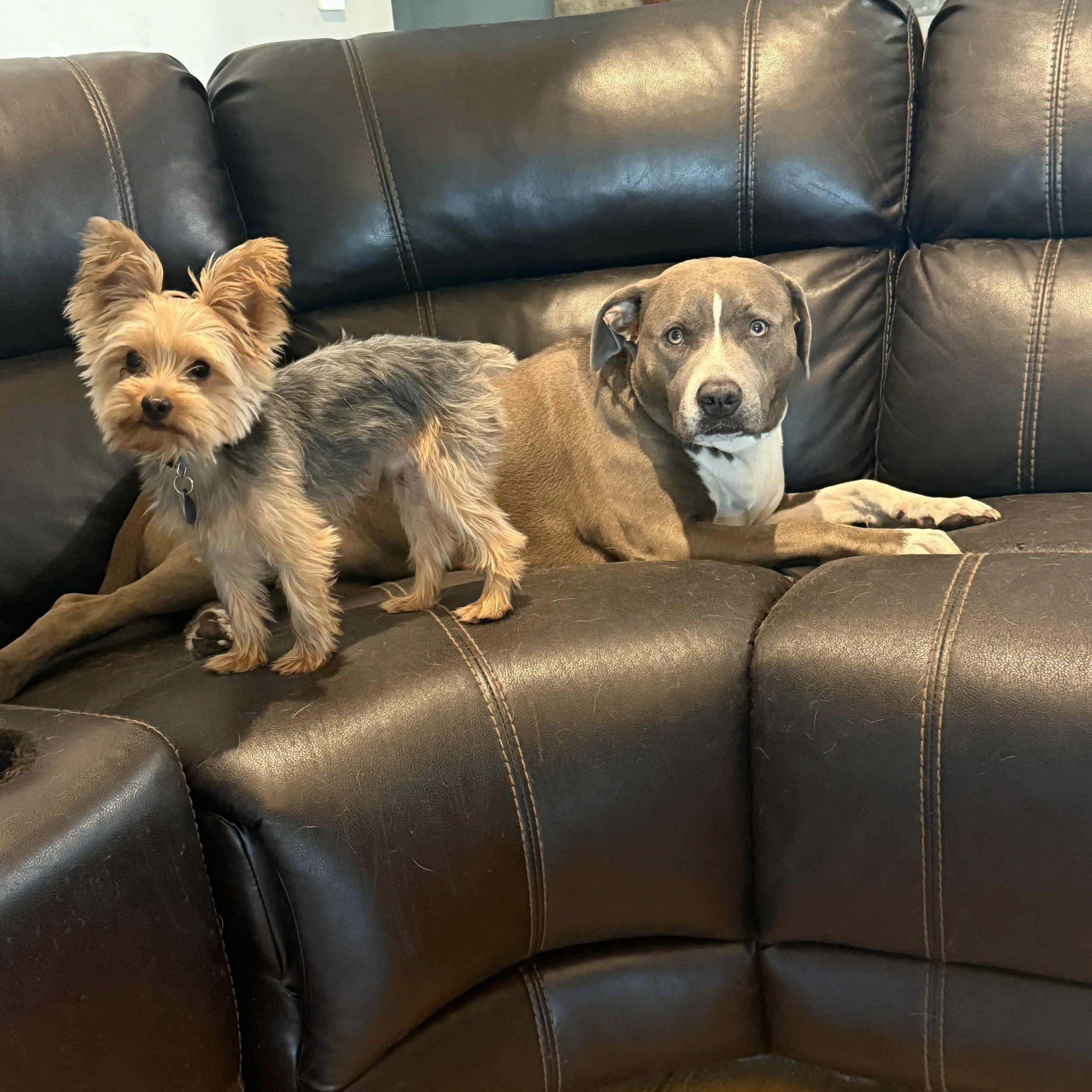 Fluffy is my family.