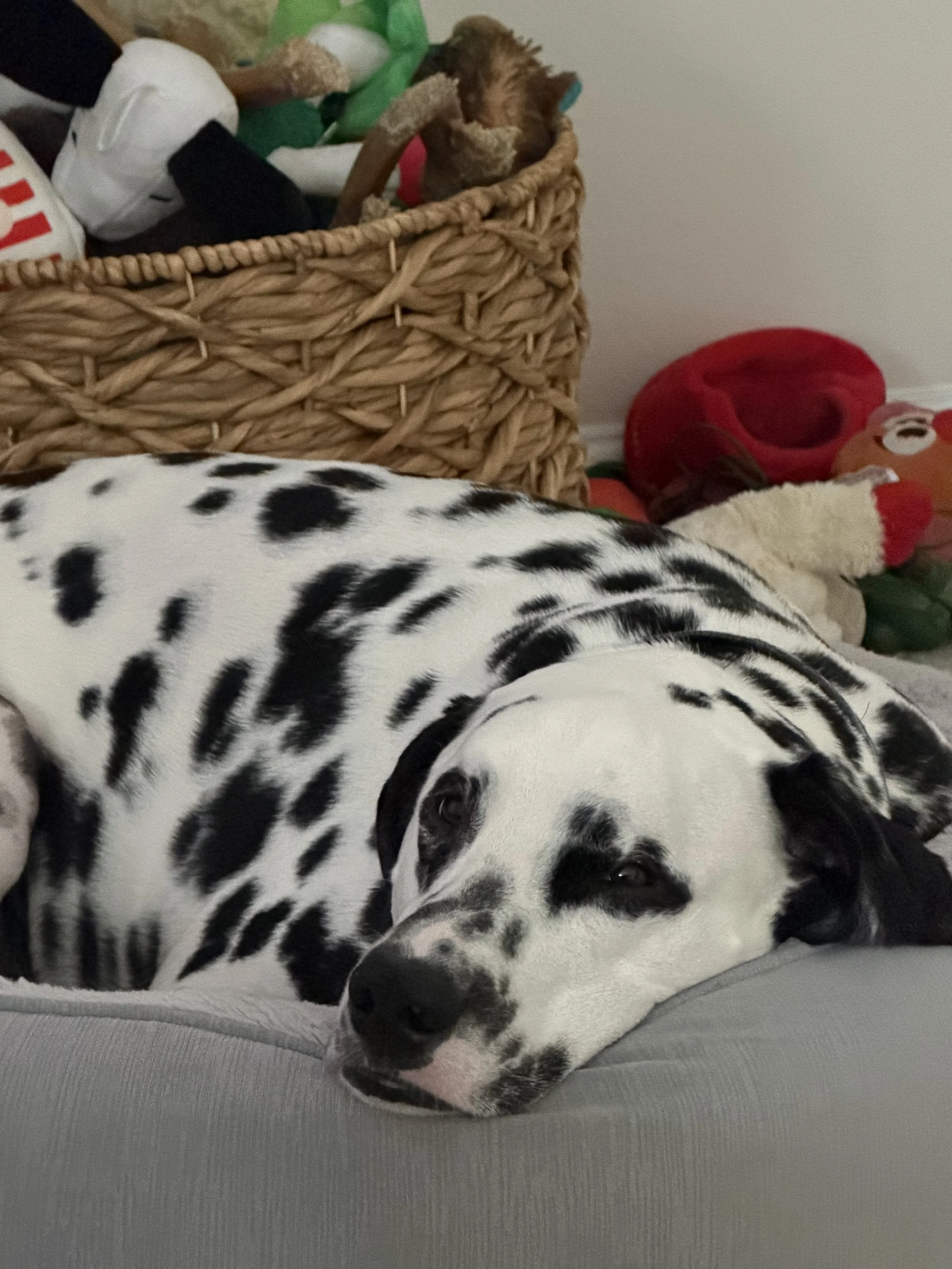 We want to Thank you from the bottom of our hearts for helping us save Milo's life.