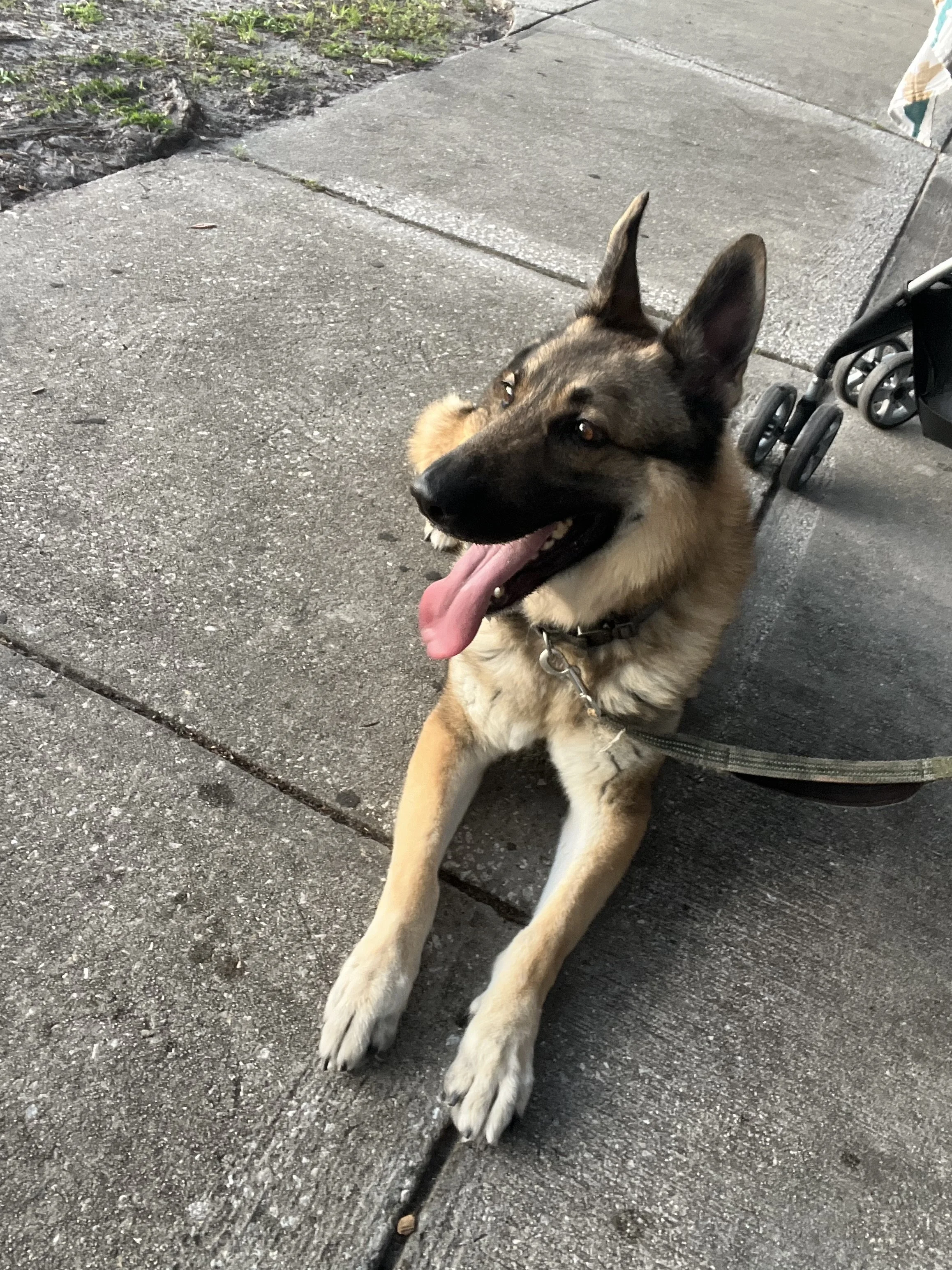 Achilles is our first baby