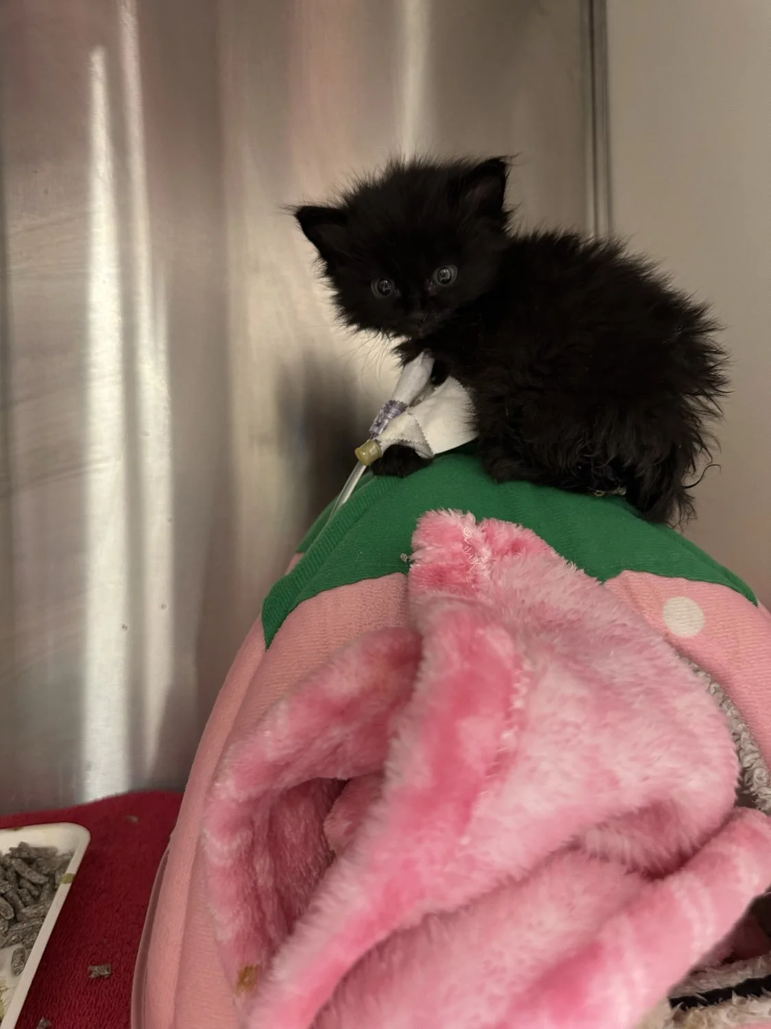 Thank you for helping Agnes!