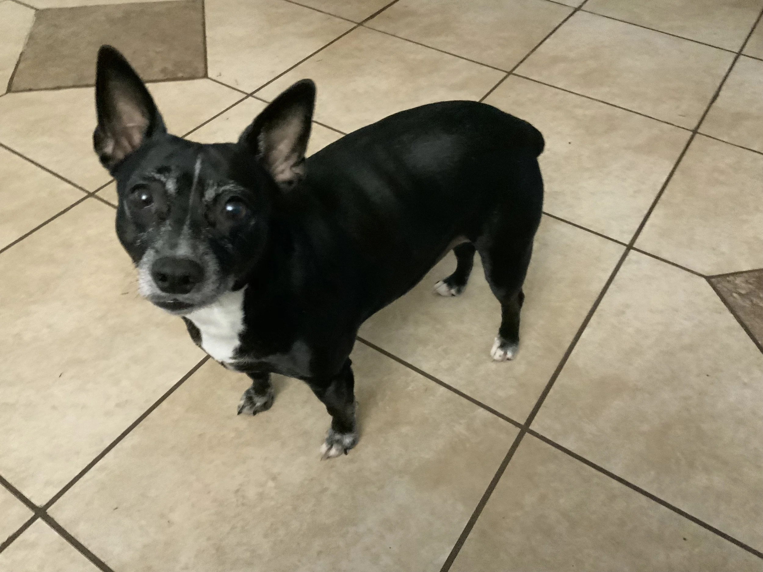 Thank you for helping Iris!