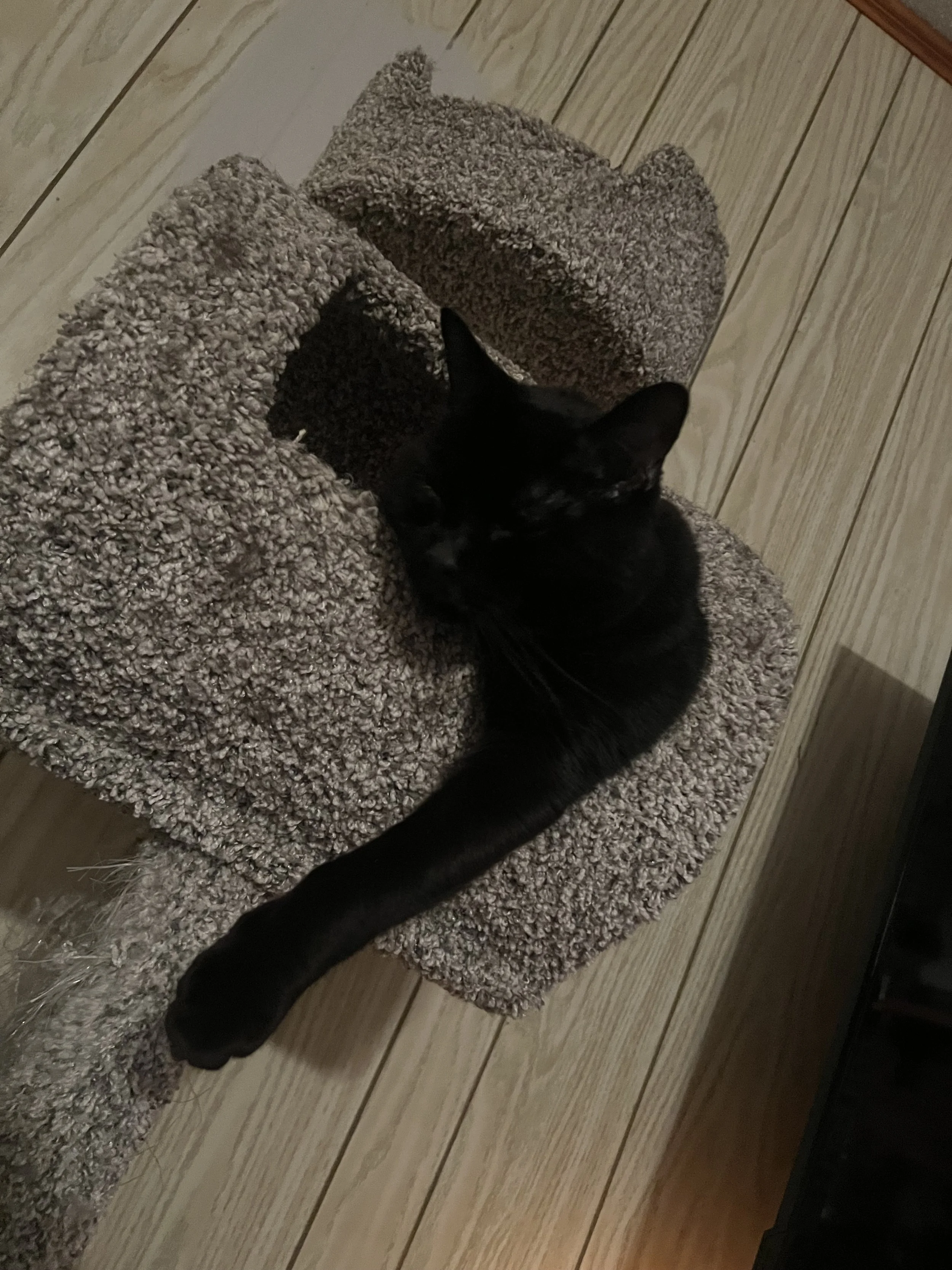 Tsuki says thank you