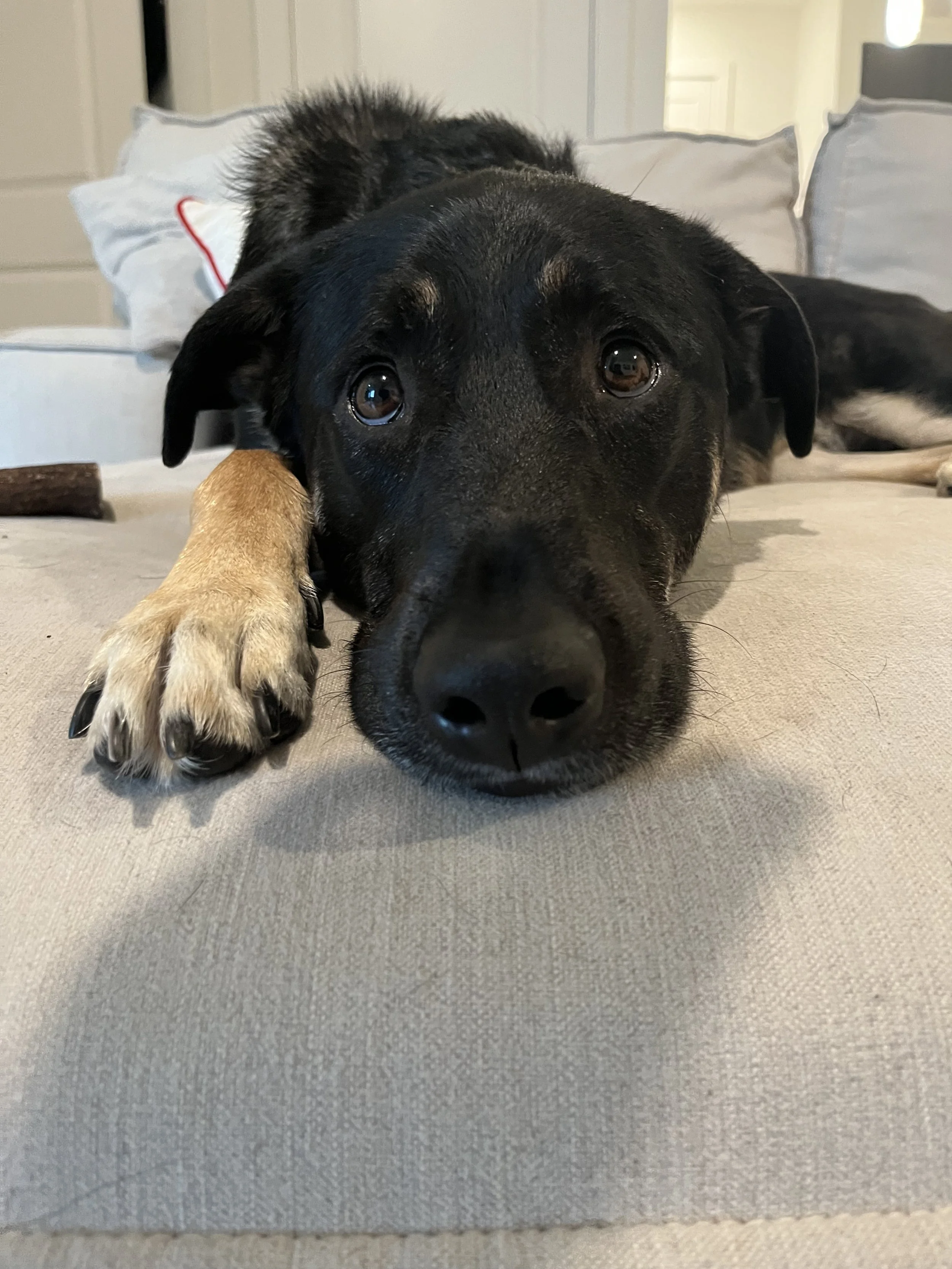 Thank you so much for your support with Maverick. 
