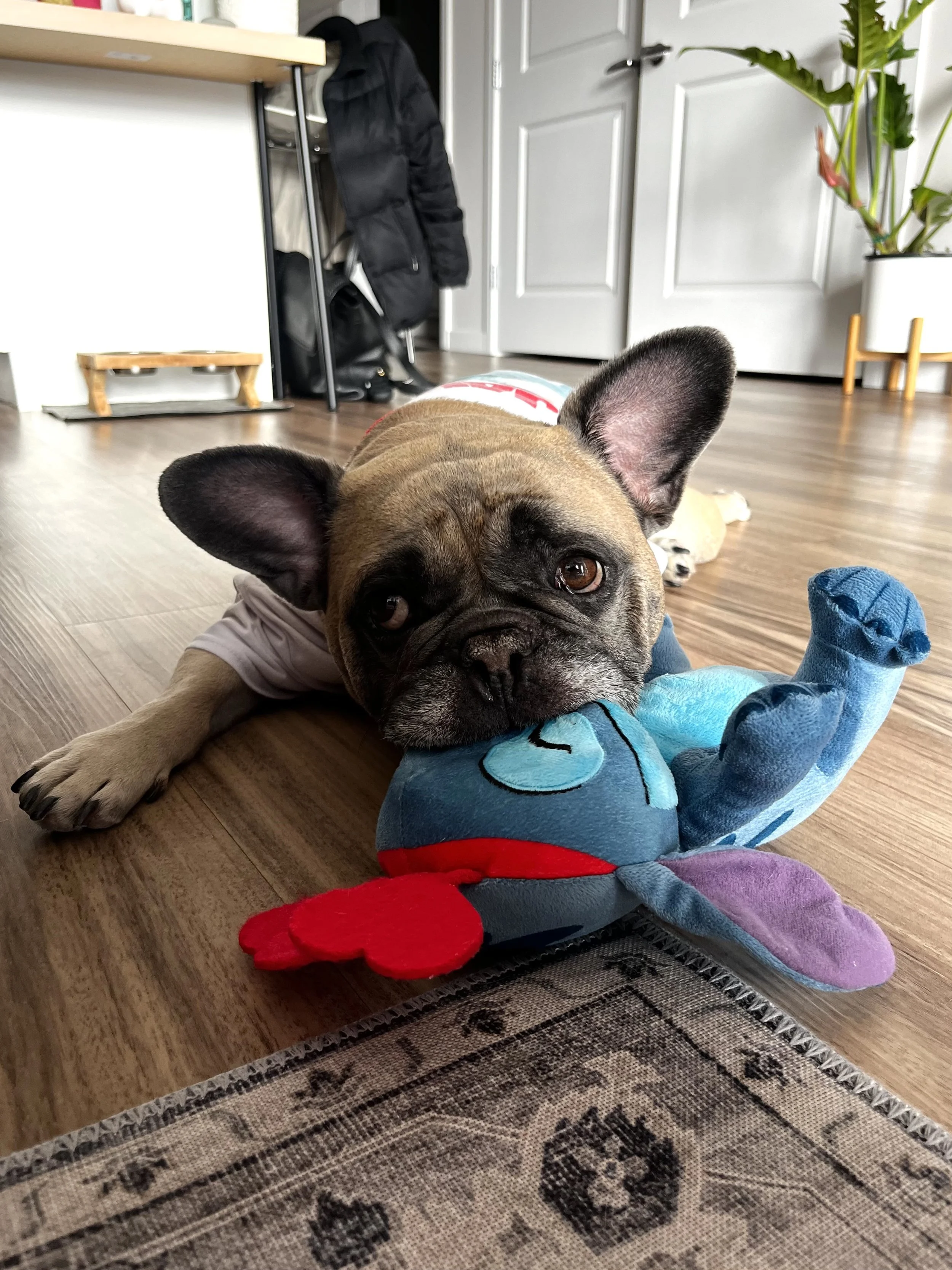 Thank you for helping Stitch receive chemo.