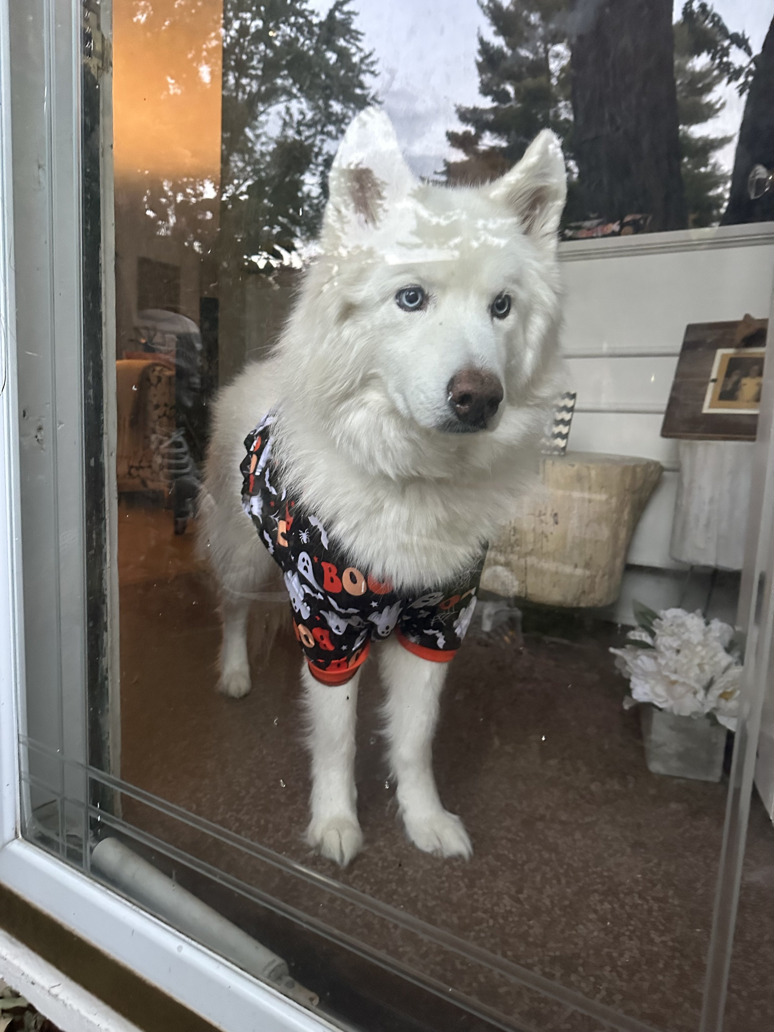 My Siberian husky Blue is my best friend and a true gift from God