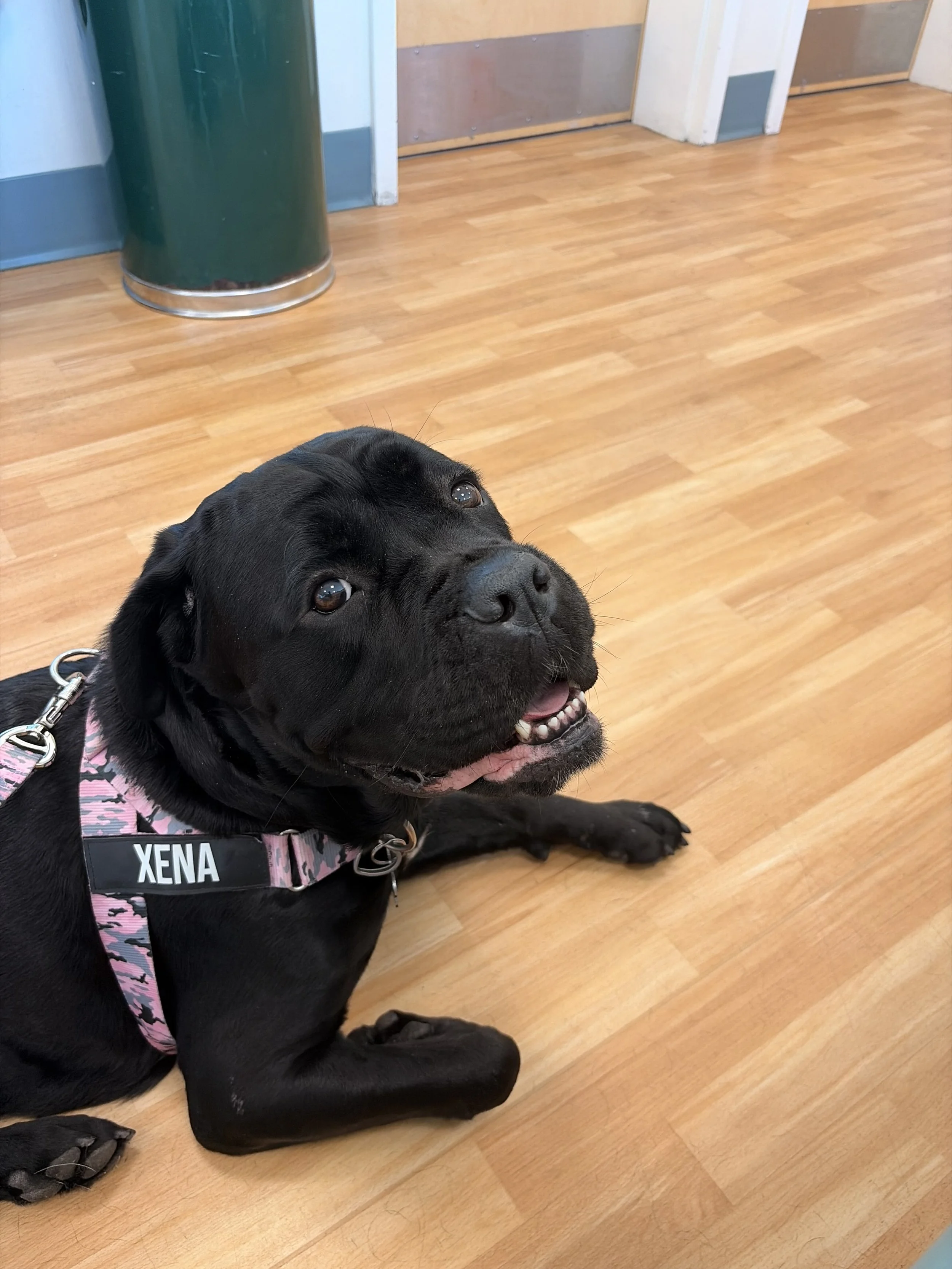 Thank you for helping Xena.