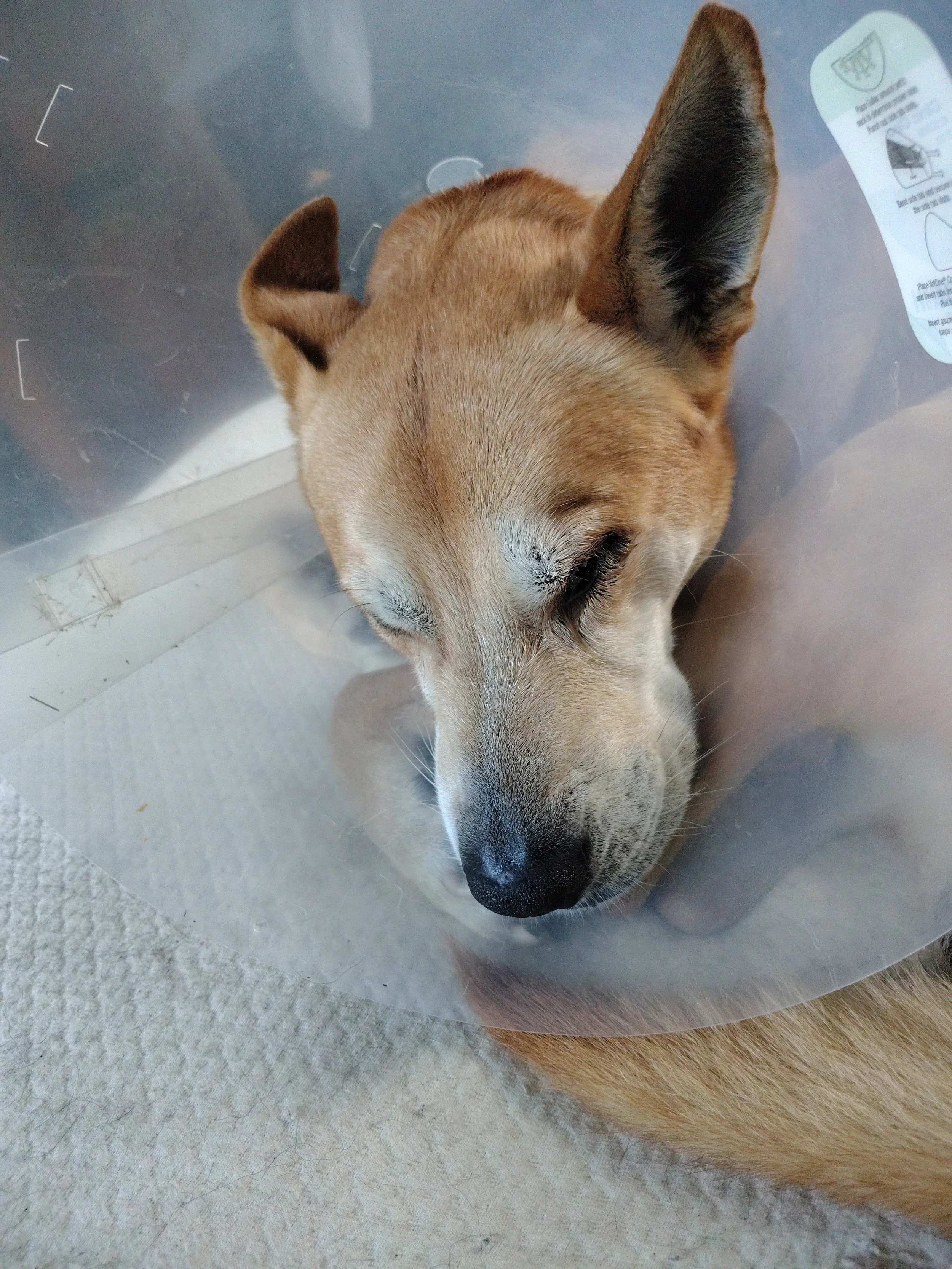 I am so desperate to help my Rocky.  