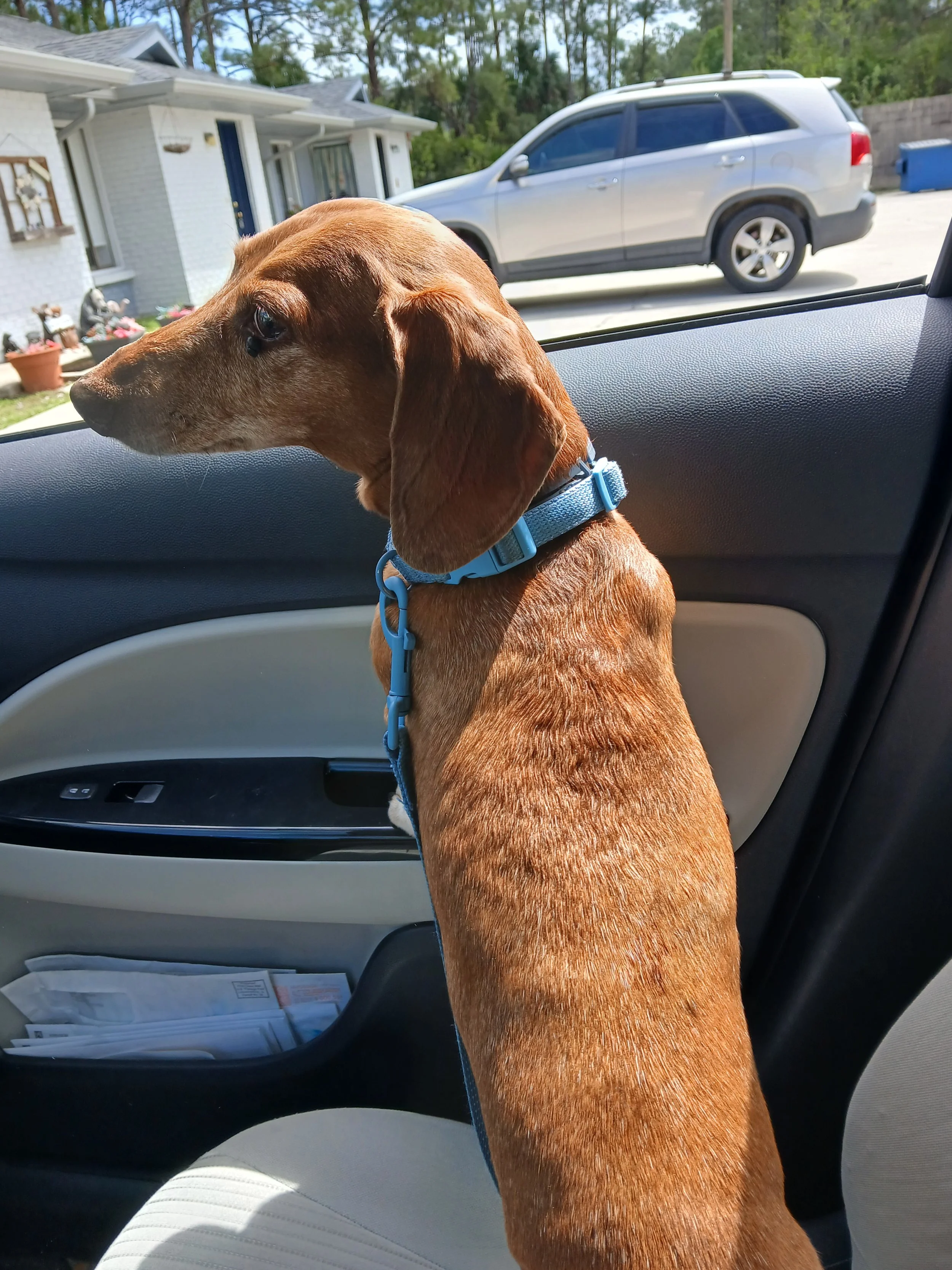 We love our Hoagie so much and life without him is unimaginable.