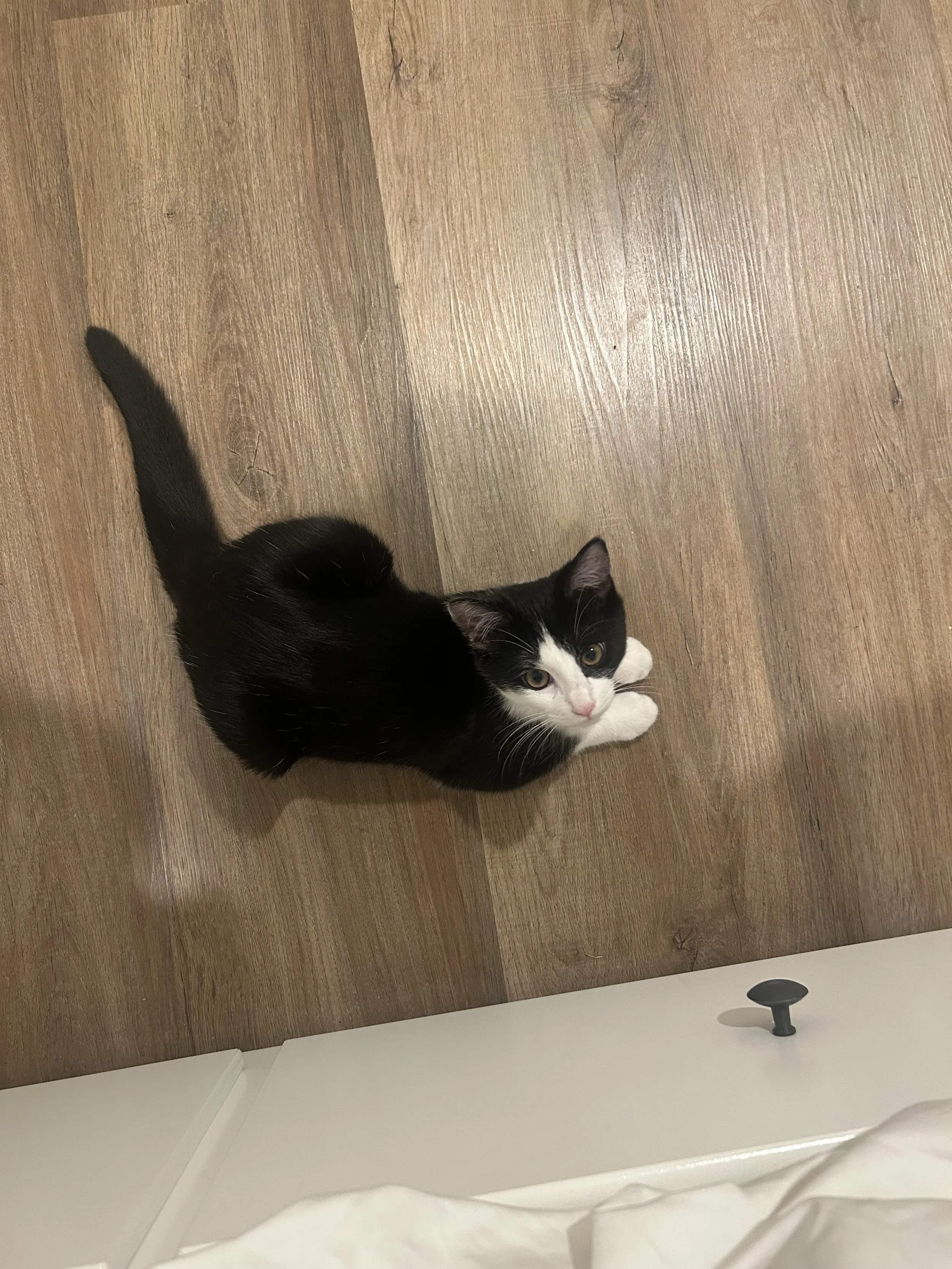 Thank you so much for helping Cleo live a better life.
