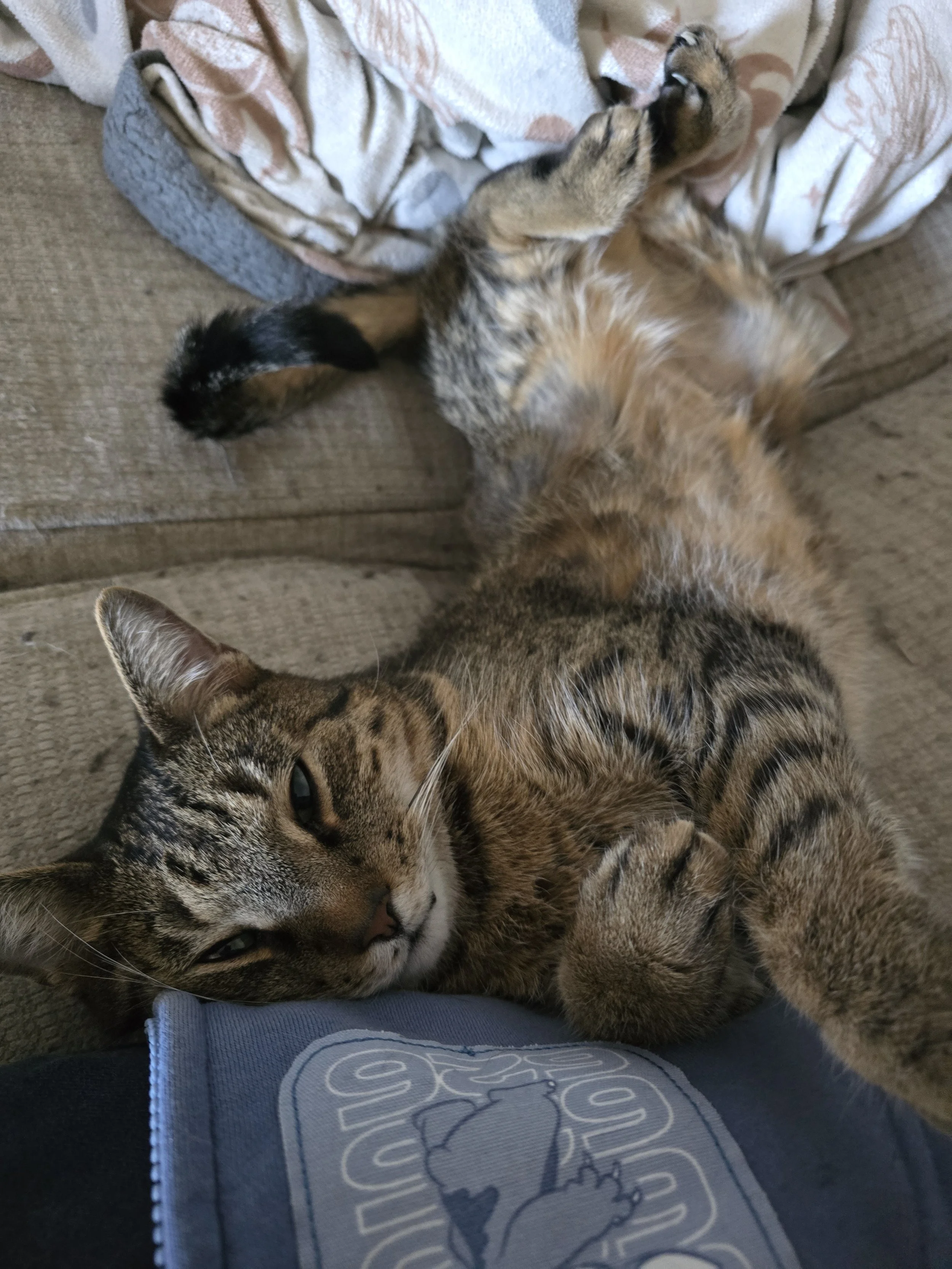 Bean is one of the most special pets I've ever been privileged to call my furchild.