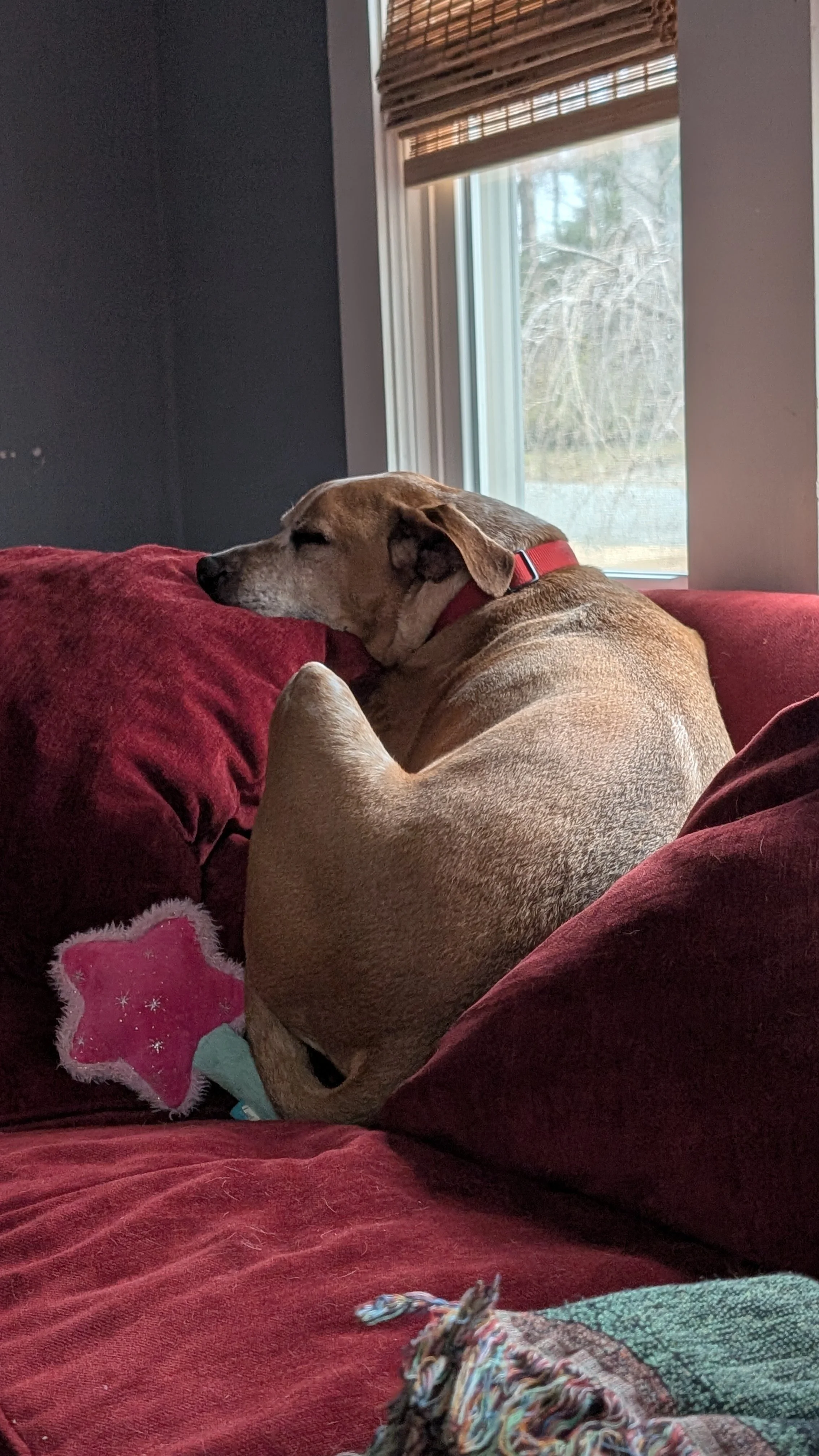 I got Cooper after a divorce and he is my world. 