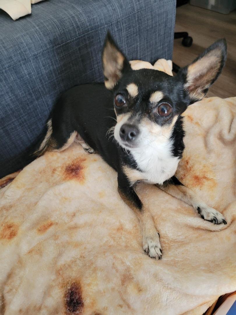 Maui is more than just our dog, she is family.