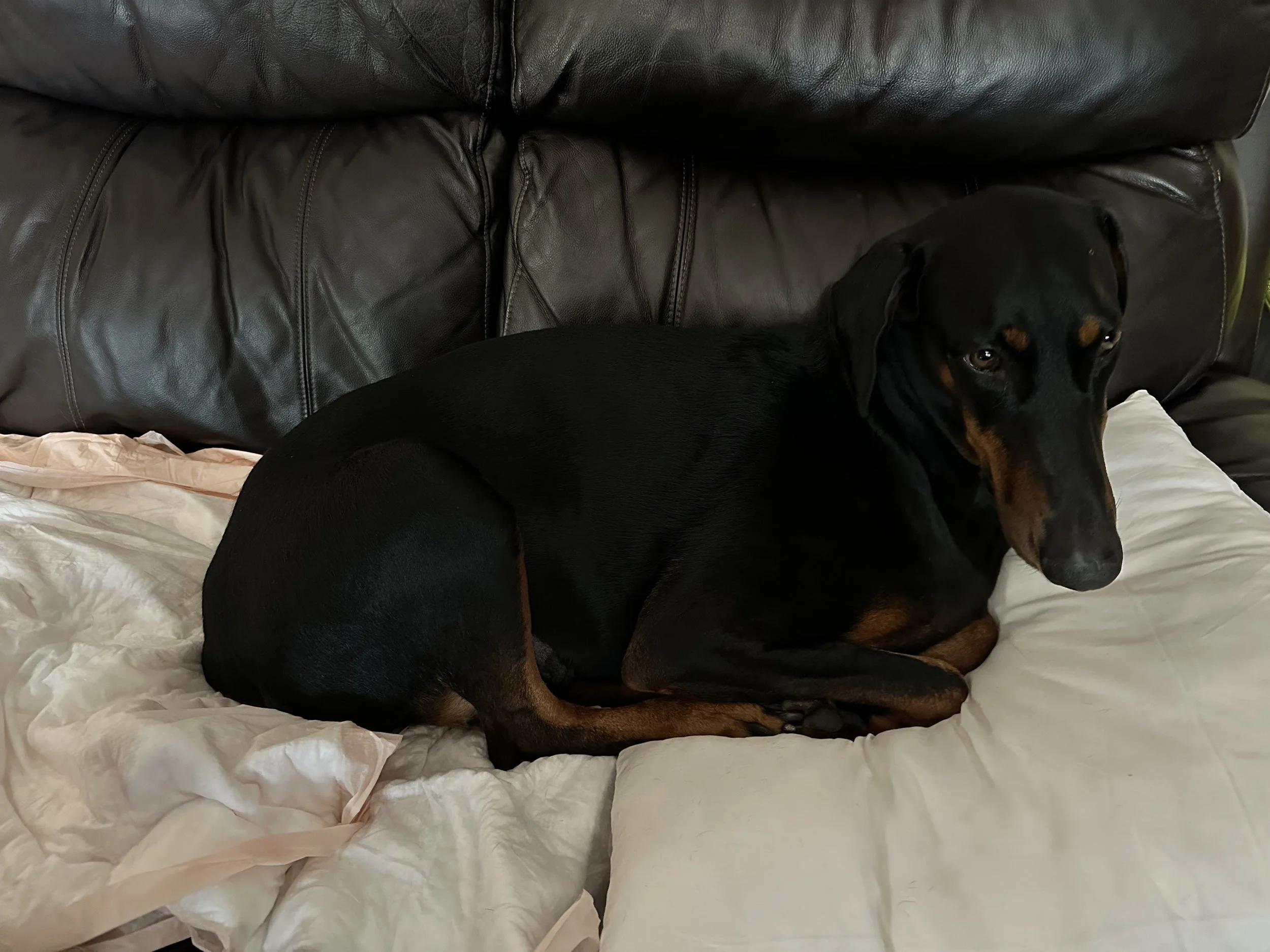 I cannot thank you enough for helping us get Gracie the help she needs.