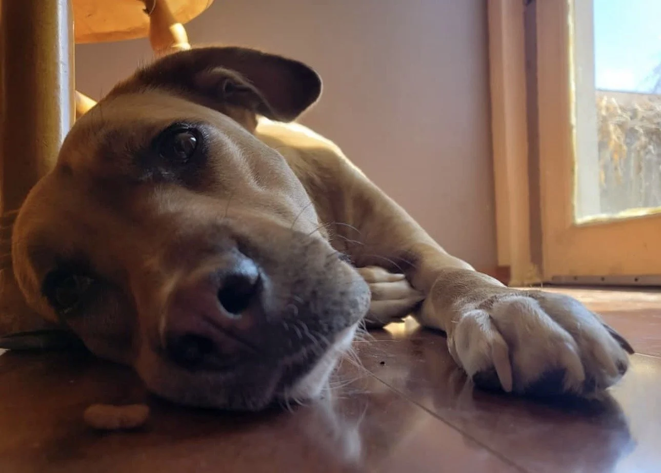 Ella is not just our dog she is family and she is one of the best things in our lifes.