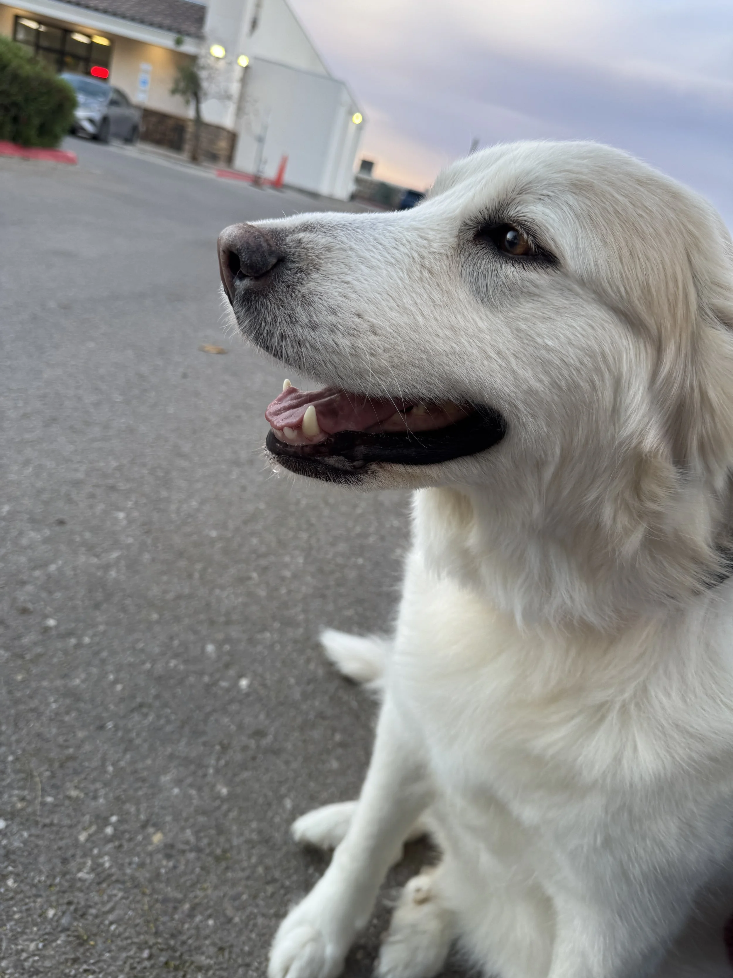 Nova is not just a pet she is part of our family and your generosity helped save her life.