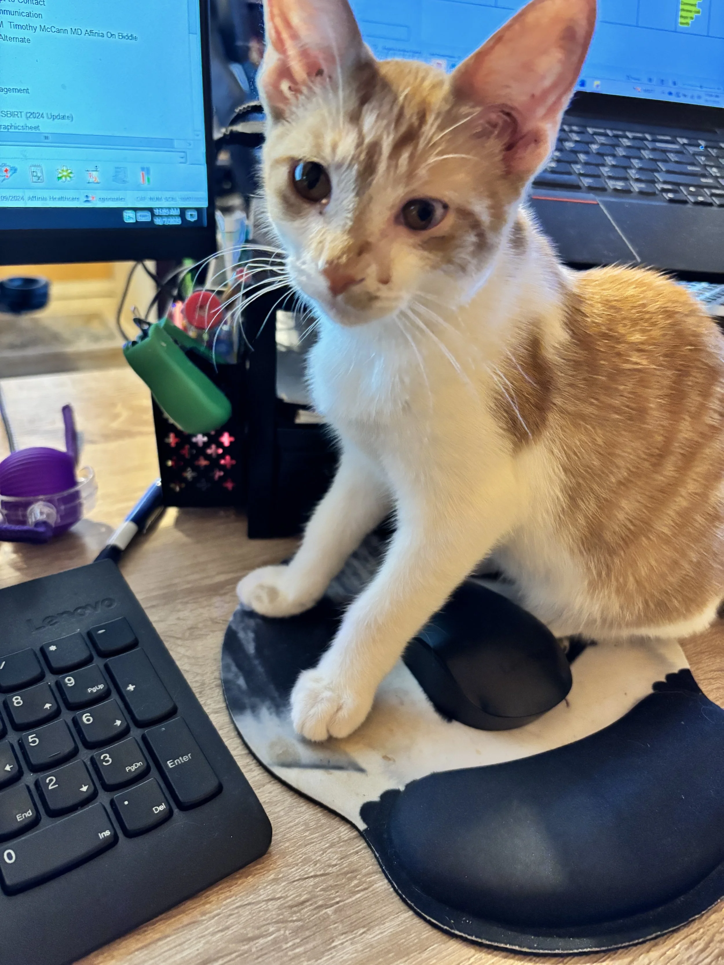 Thank you for caring about pets like Petunia.