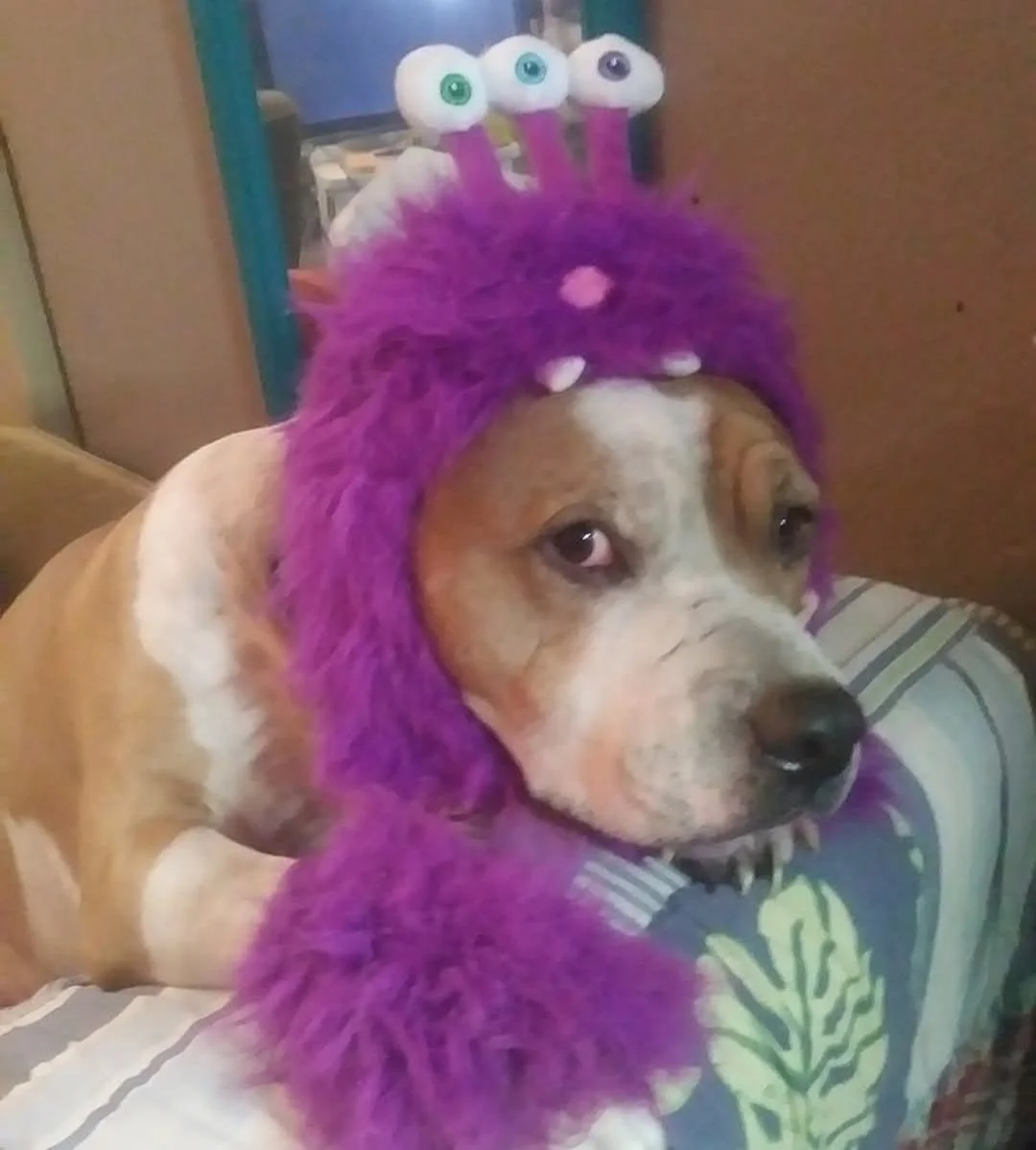 My Max has been by my side for 12 years.