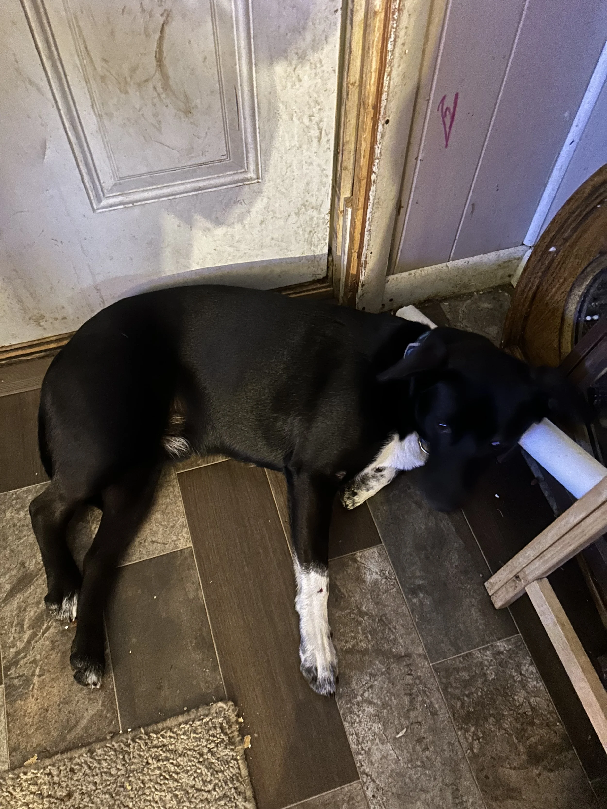 Getting this surgery would mean so much for Tux to live a long happy life. 
