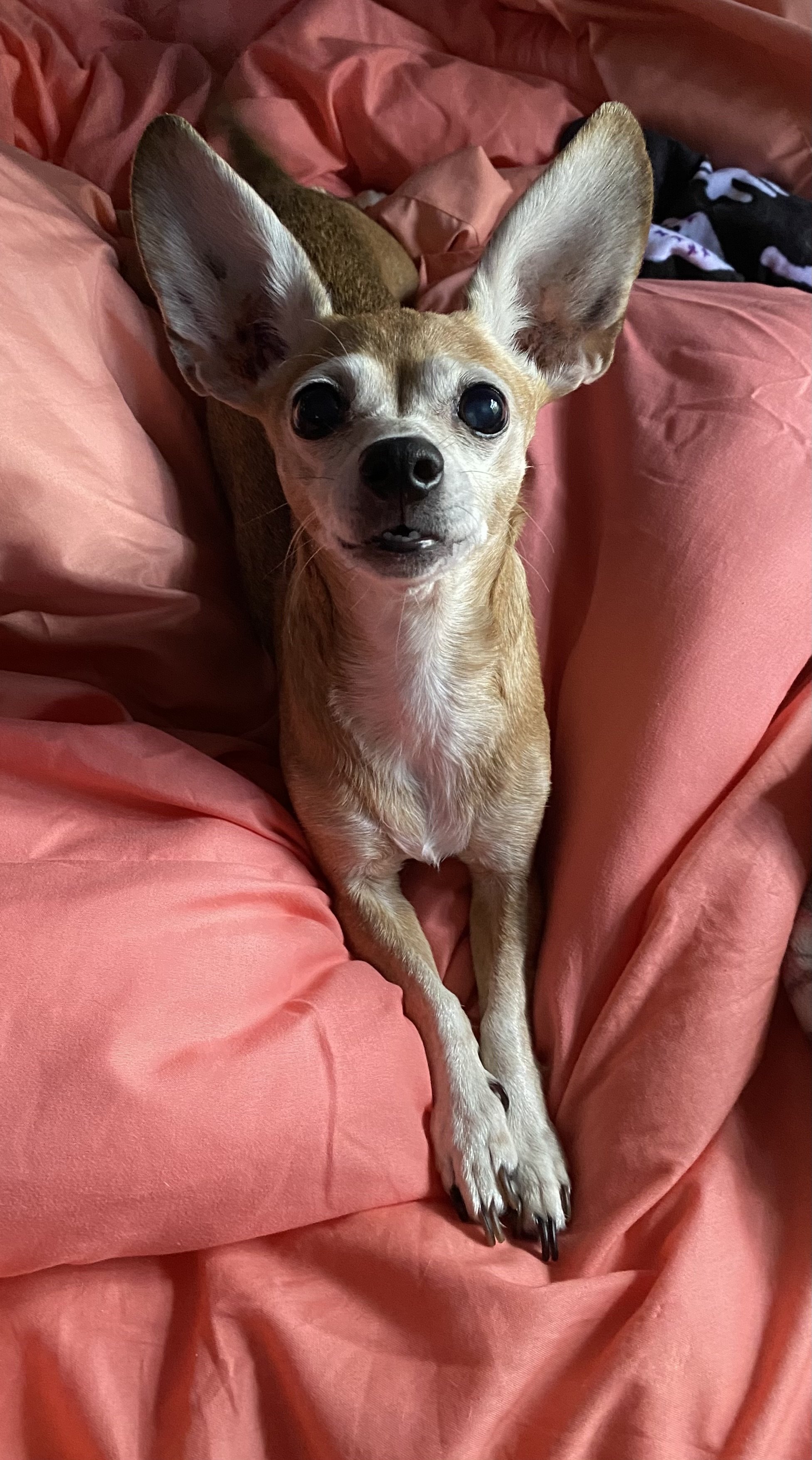 Thank you so much to everyone who is willing to help me in the process of helping save my baby, Bella.