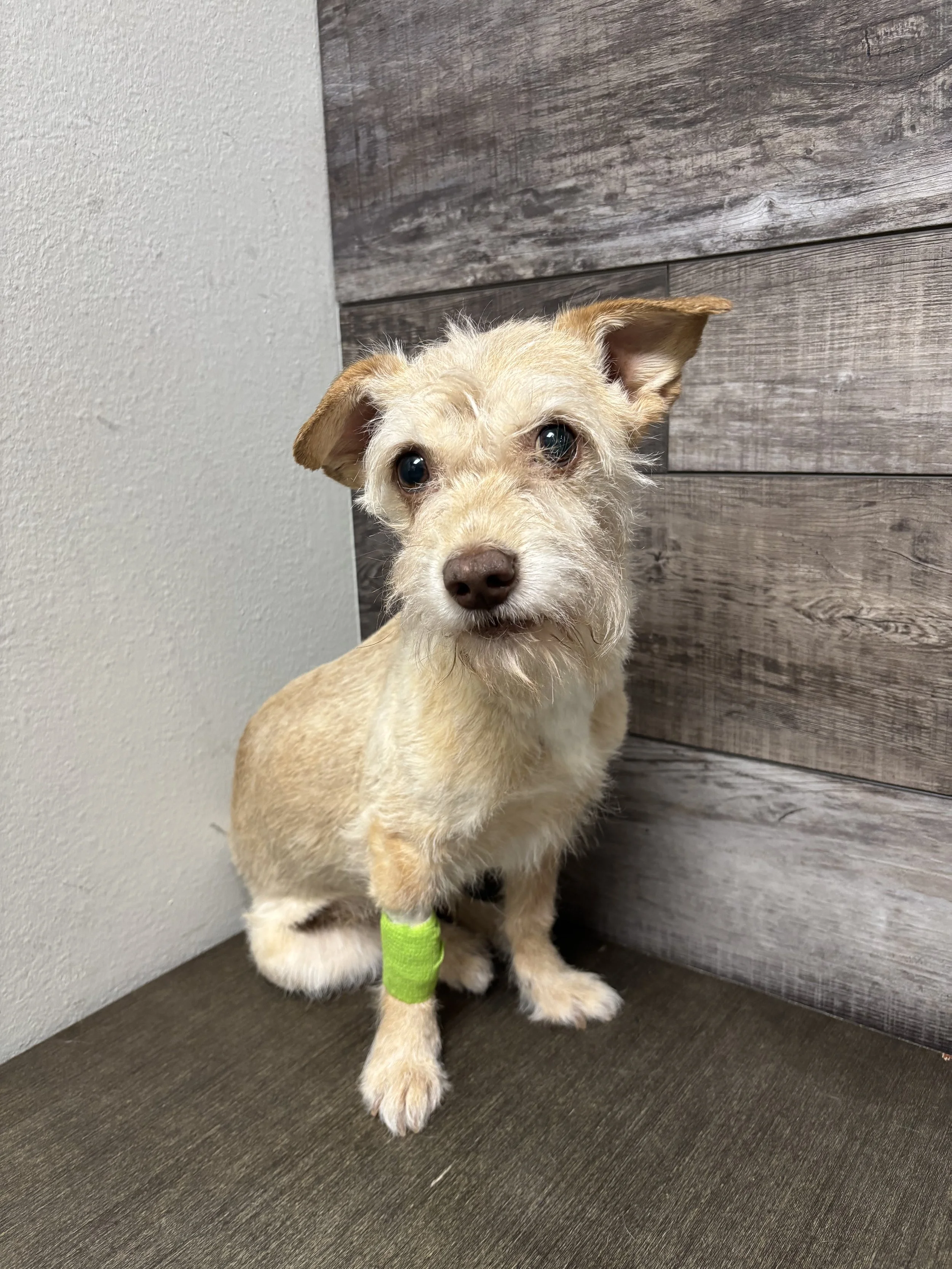 My dog Piper is my child and to see her in pain and not be able to provide her with the medical care she needs and deserves hurts my heart. 