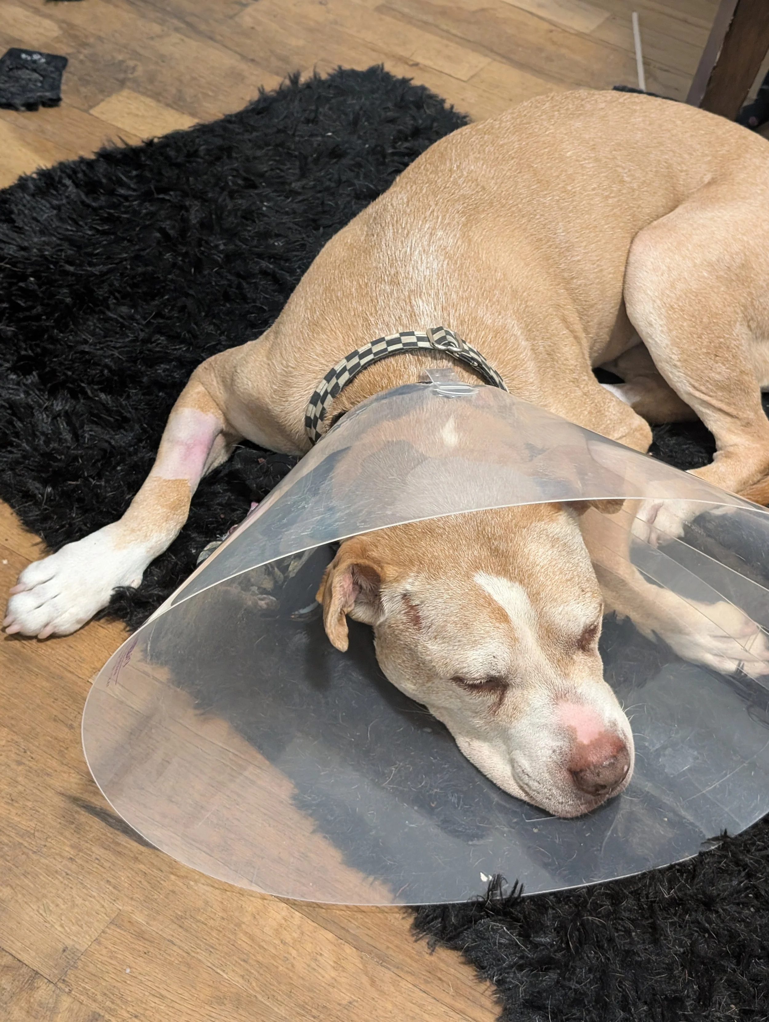Thank you so much for  helping Macy get her surgery.