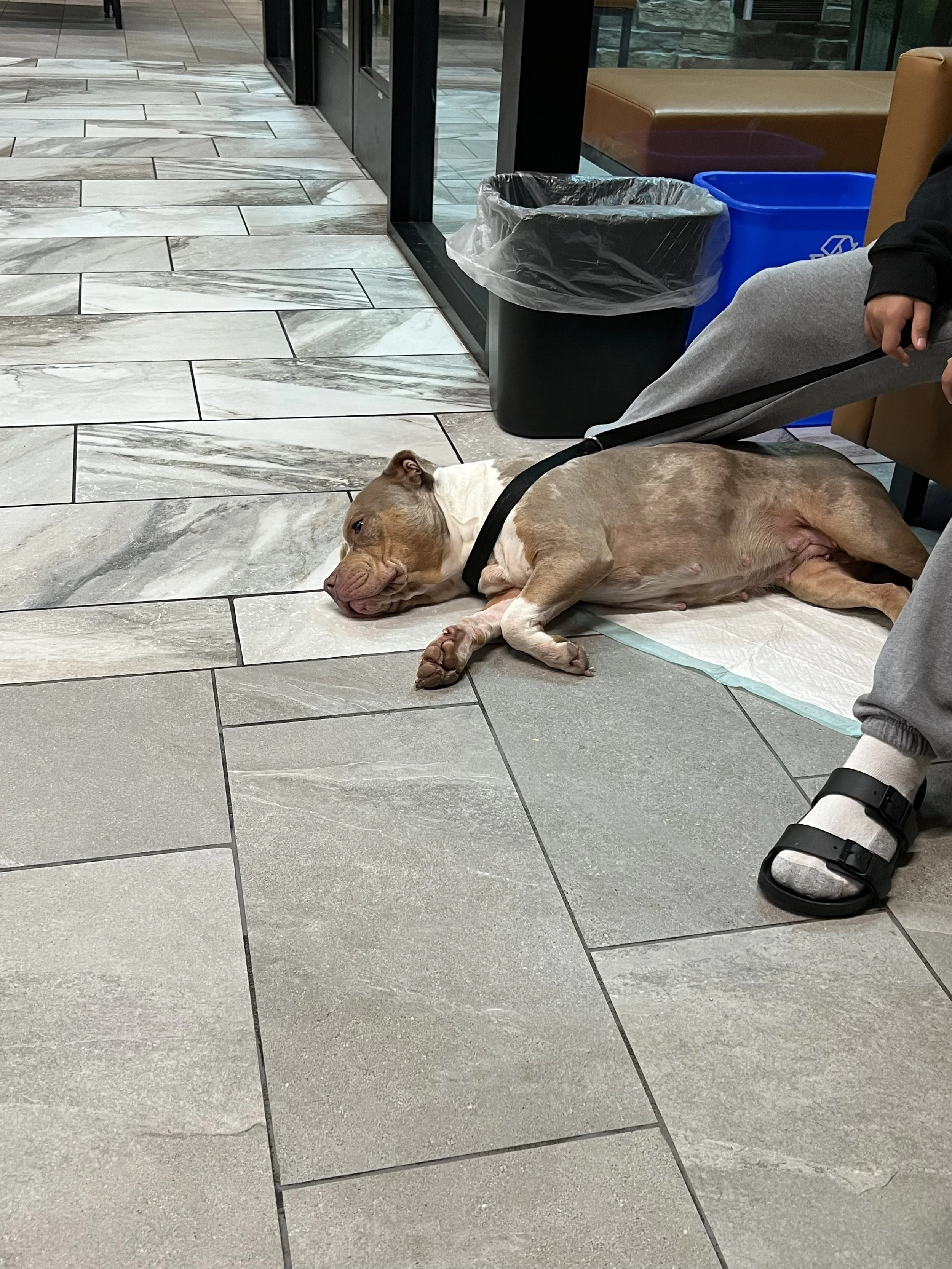 Your donation has saved the life of my beautiful Fendi. 