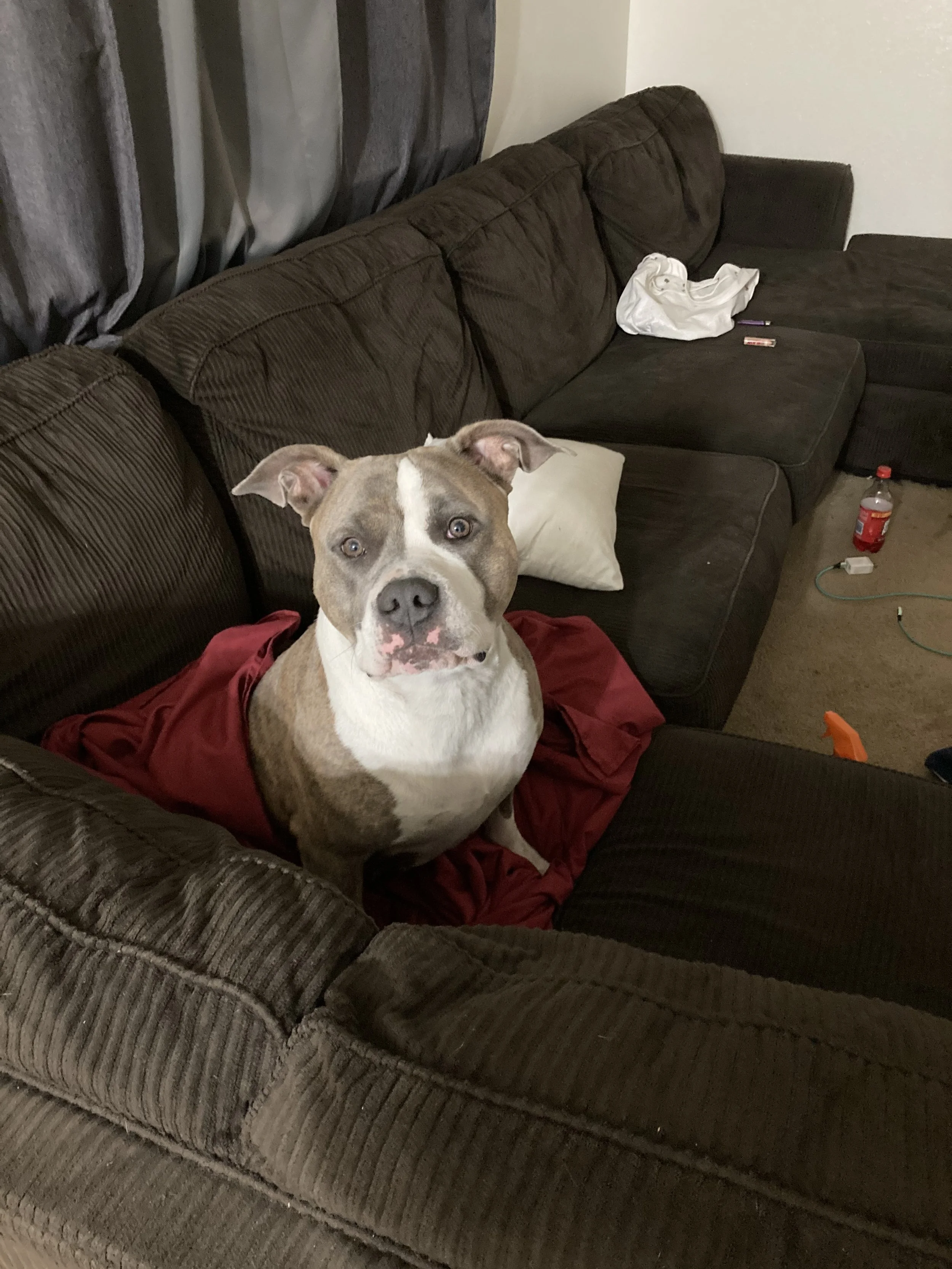 Riley is my daughter not just a dog.