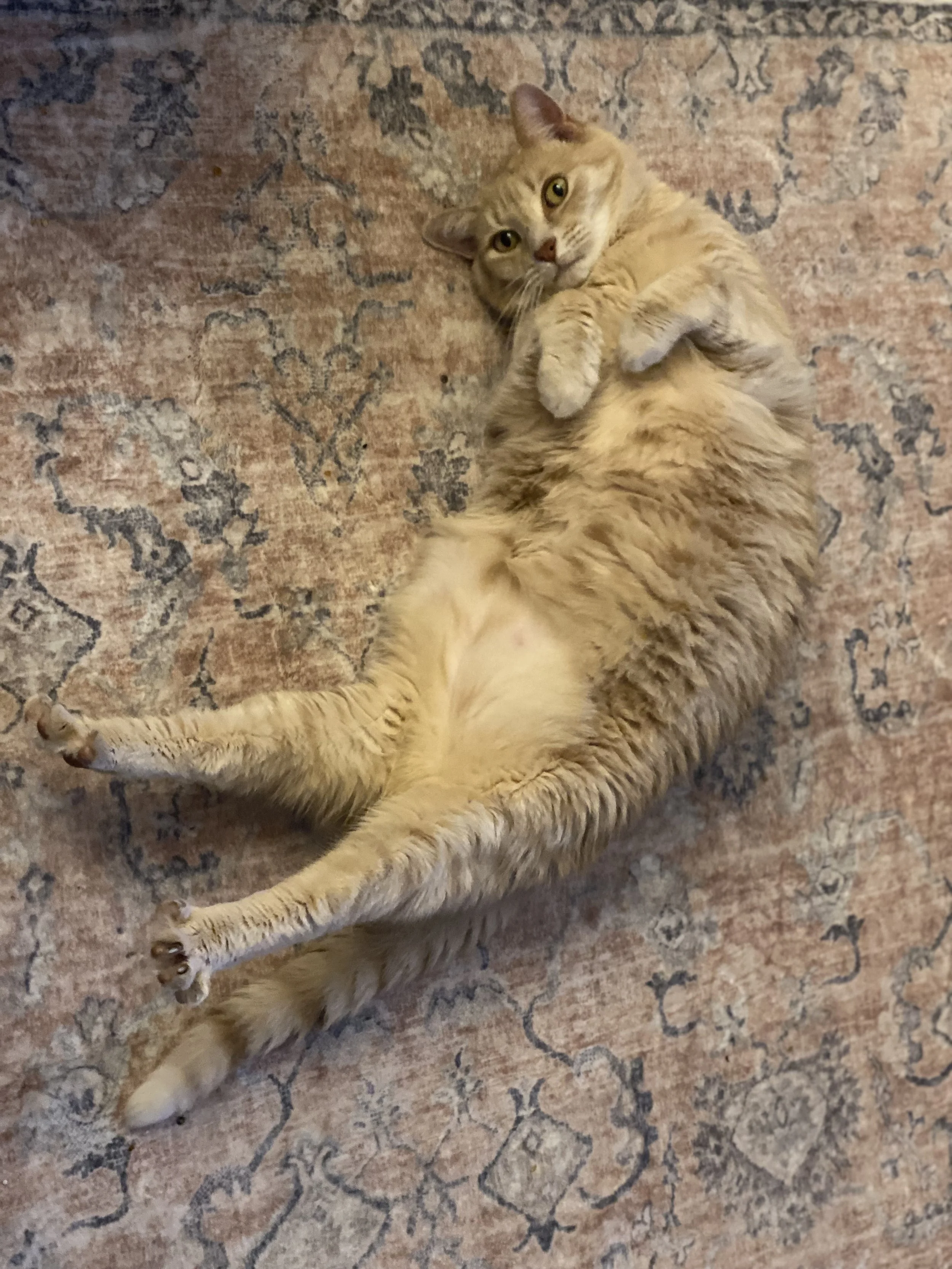 You're giving Pudgy a future without pain.