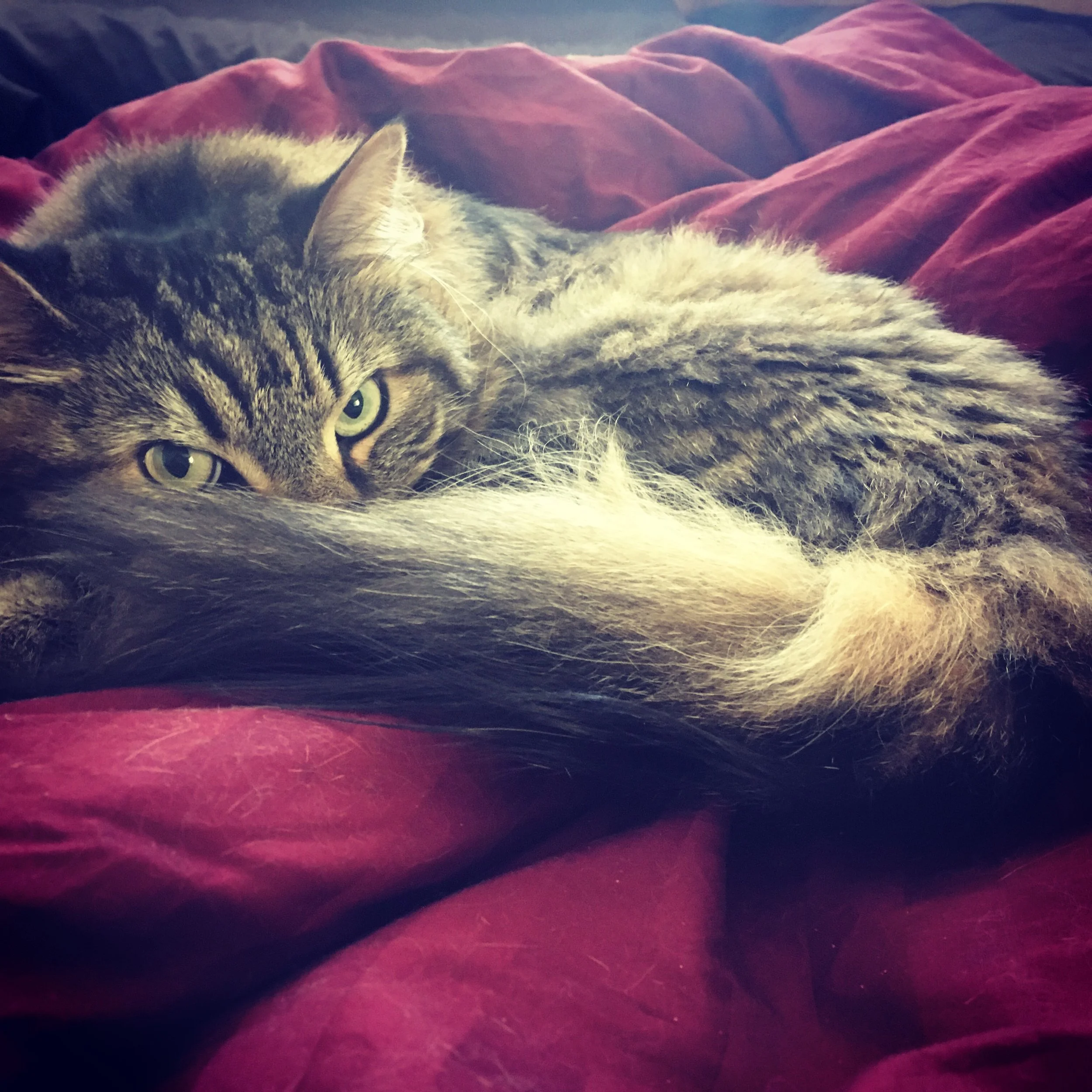 Thank you so much for helping to save Mello! 