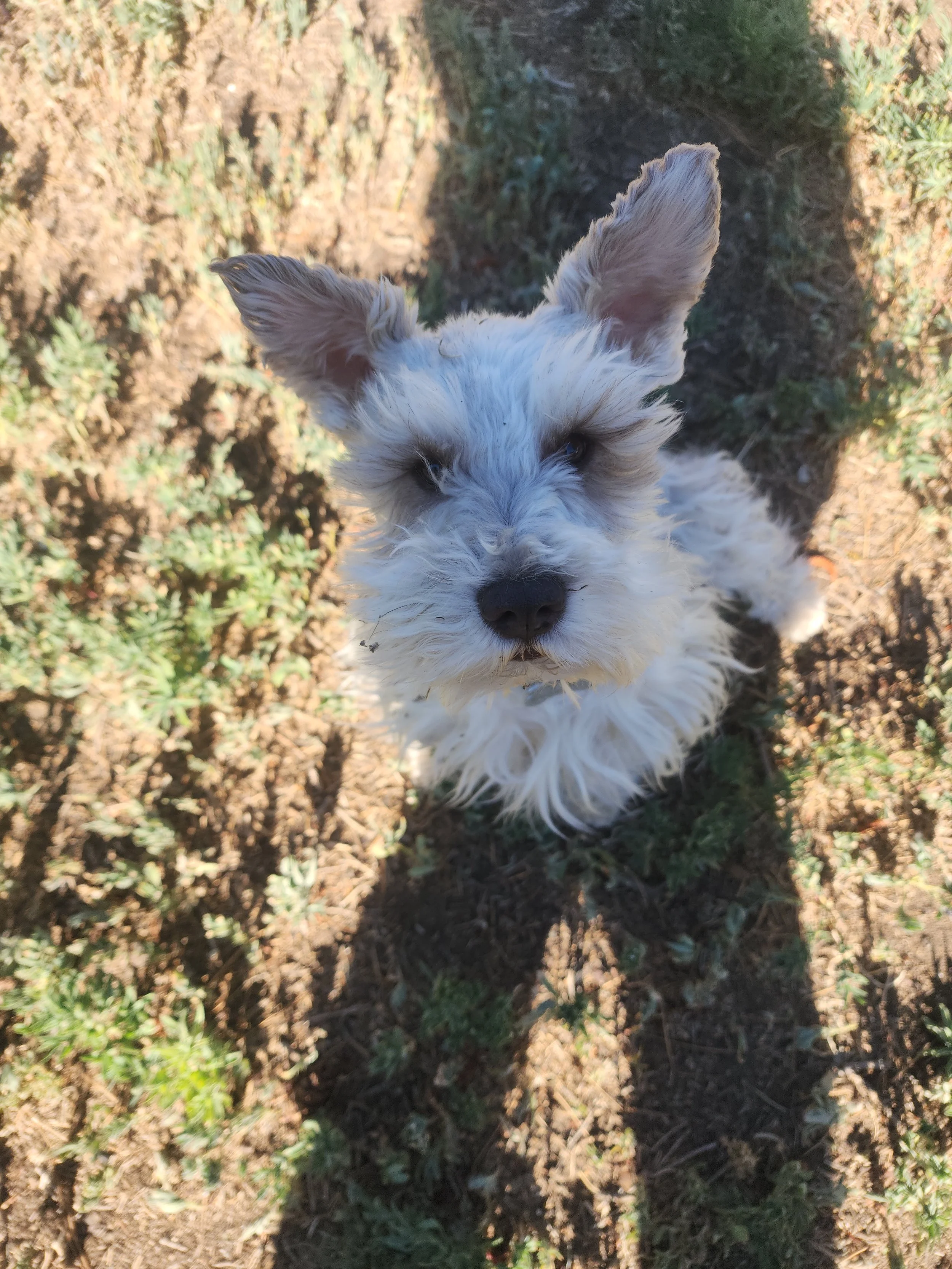 Thank you for helping save Gizmo!