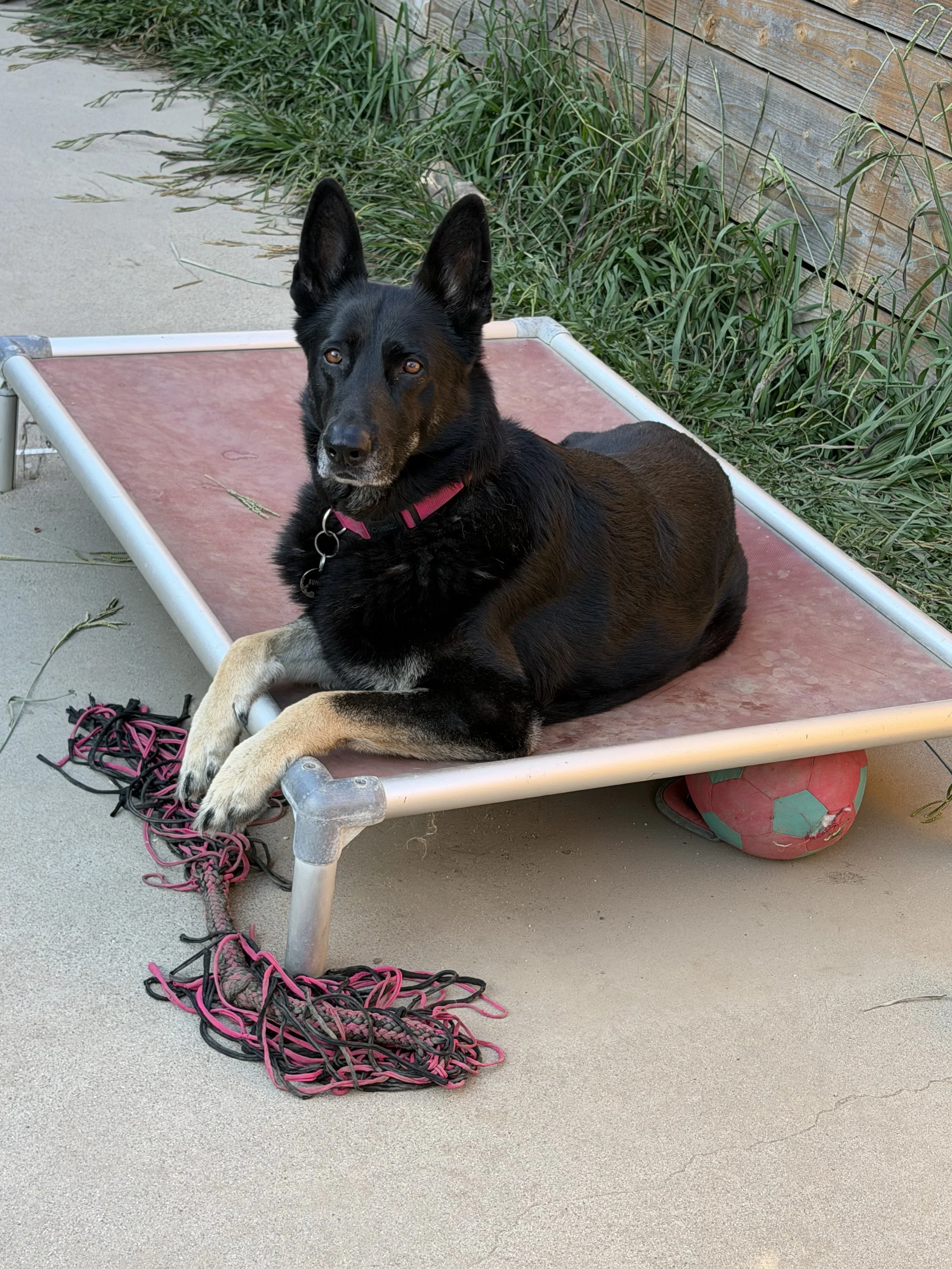 I cannot thank you enough for your generosity and support and helping with my dog Rumor’s surgery.